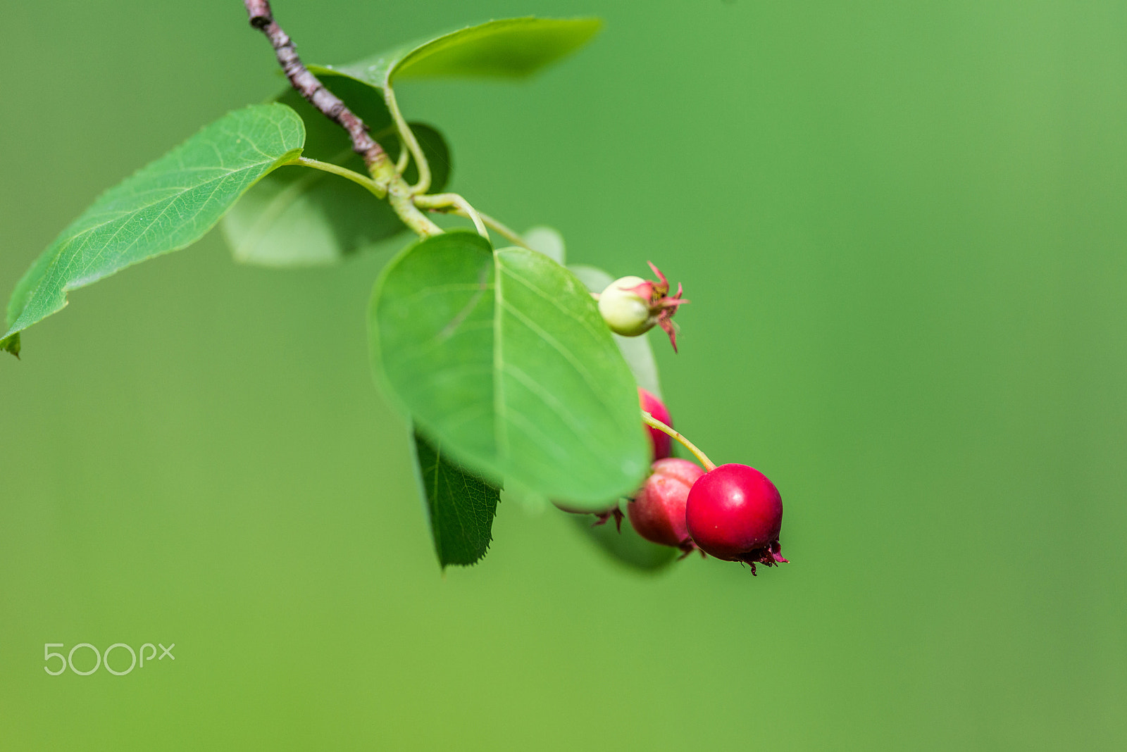 Nikon D800E + Nikon AF-S Nikkor 300mm F4D ED-IF sample photo. **** photography