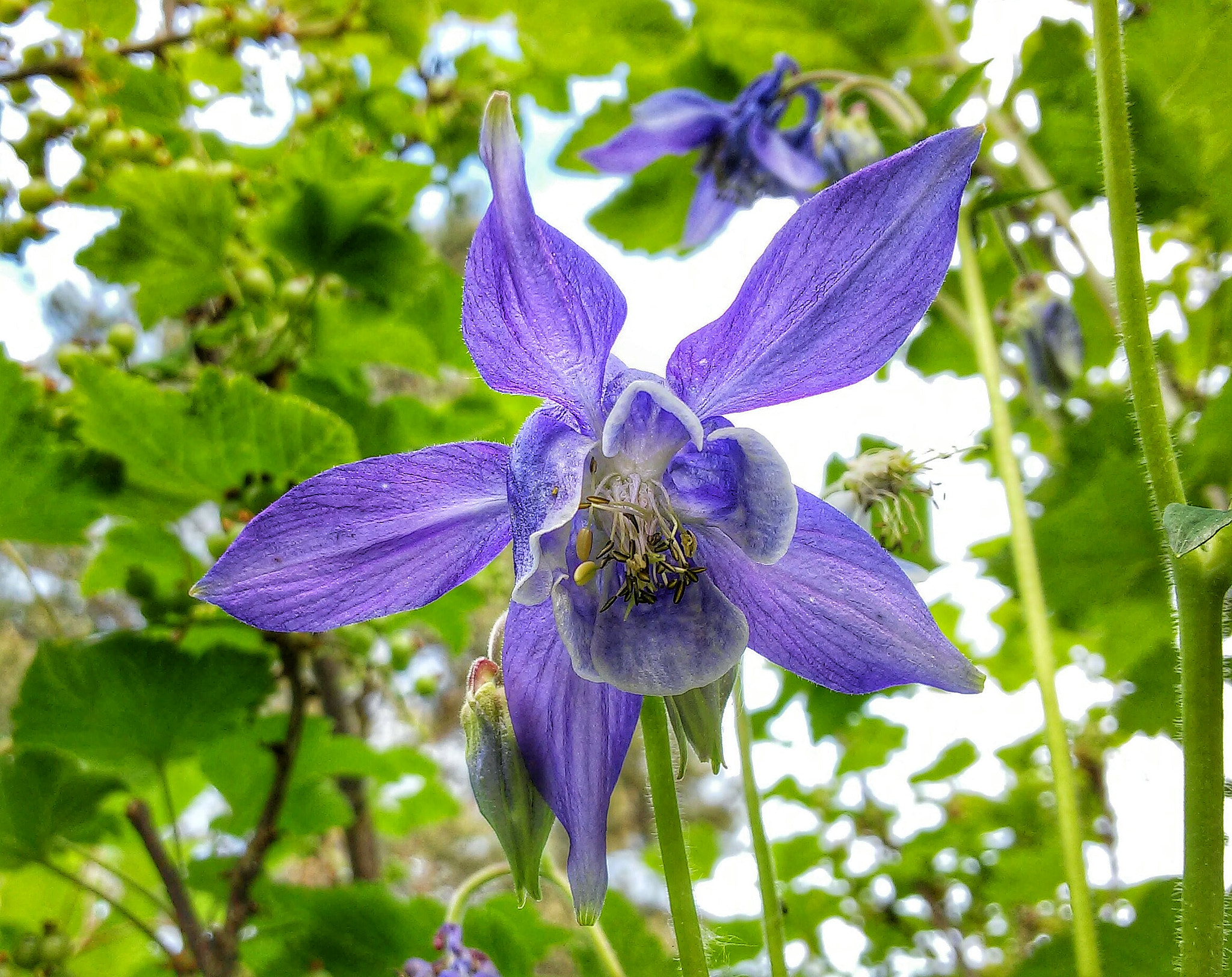 LG D620R sample photo. Purple photography
