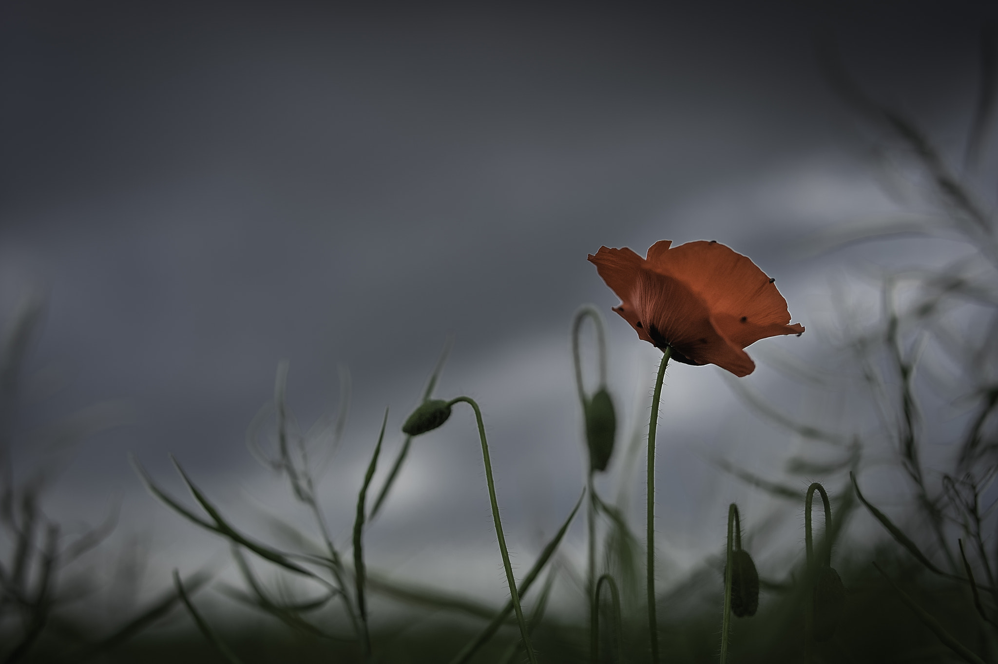 Nikon D700 + Sigma 50mm F1.4 DG HSM Art sample photo. Lincolnshire fields photography