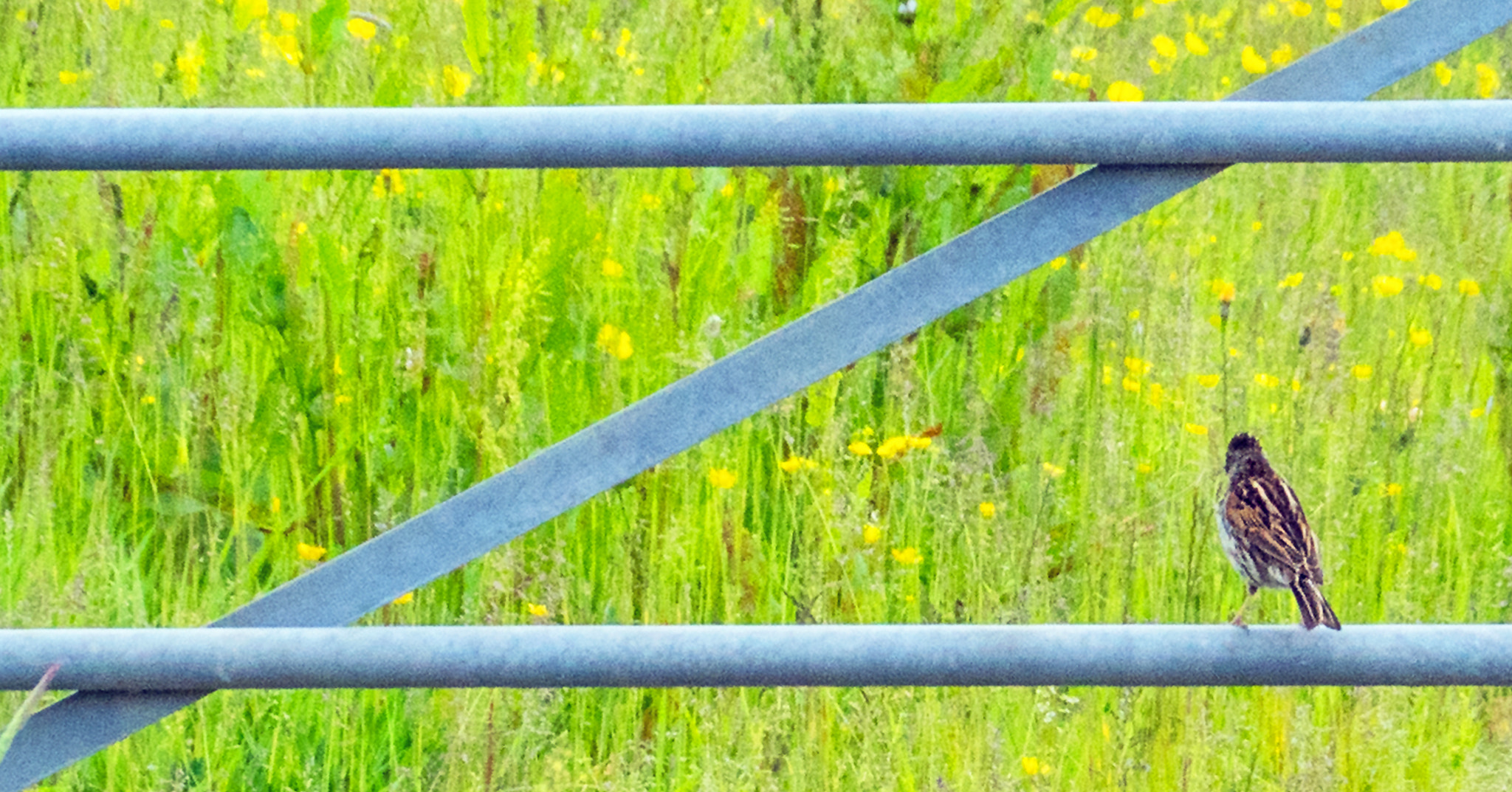 Sony DT 18-200mm F3.5-6.3 sample photo. Admiring the view photography