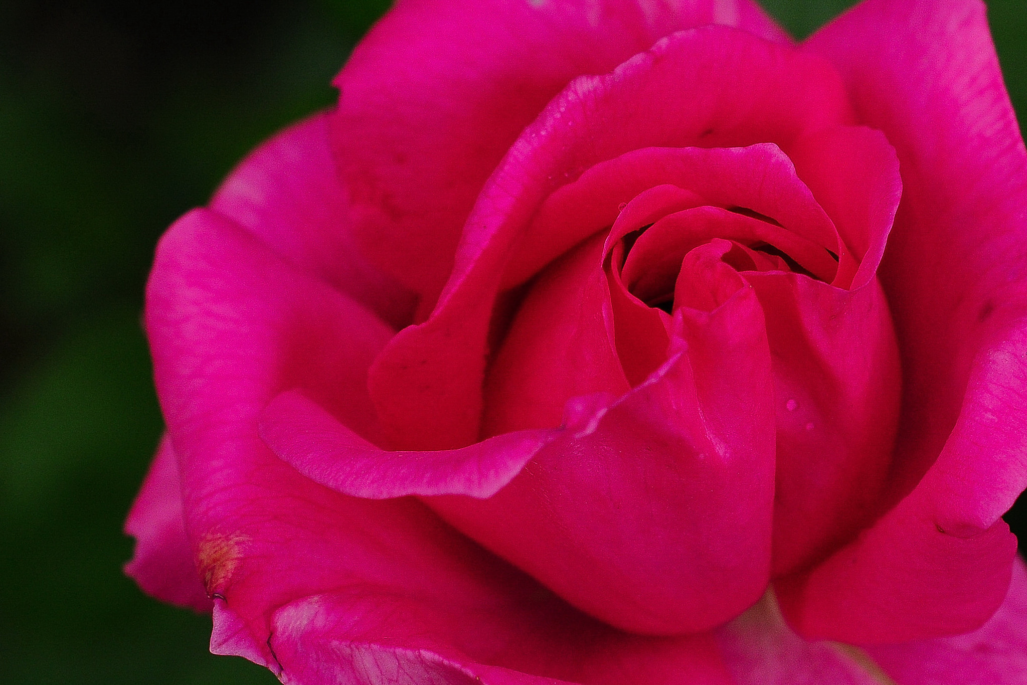 Nikon D300S + AF Nikkor 50mm f/1.8 sample photo. Pink rose photography