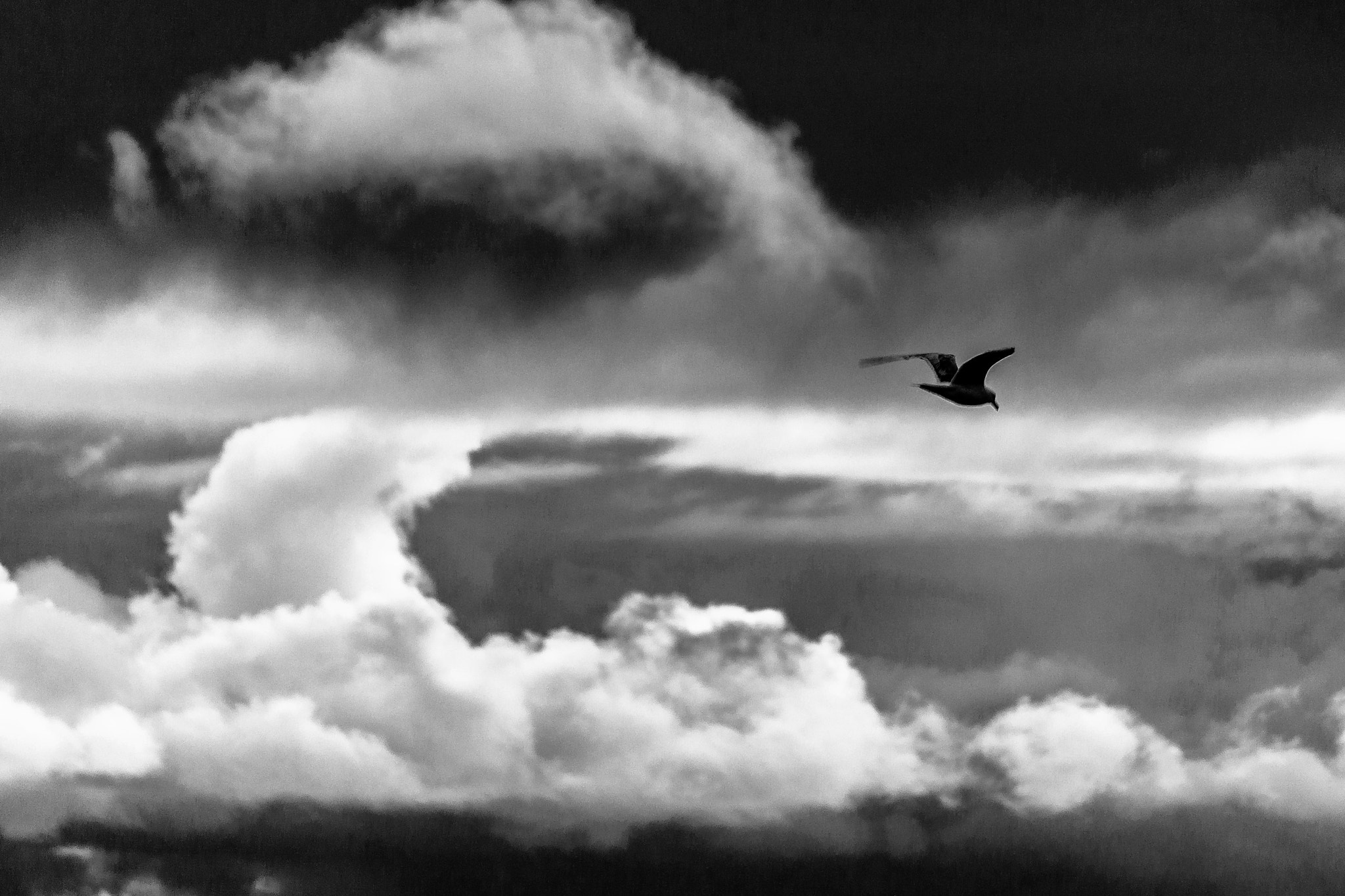 Canon EF-S 55-250mm F4-5.6 IS STM sample photo. Fly bird! photography
