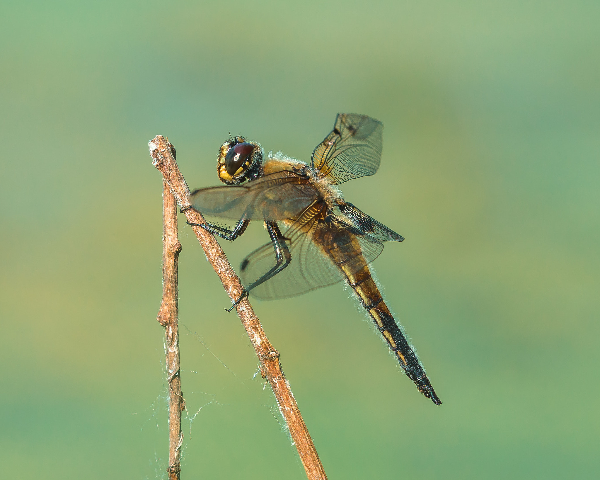 Sigma 150mm F2.8 EX DG OS Macro HSM sample photo. *** photography