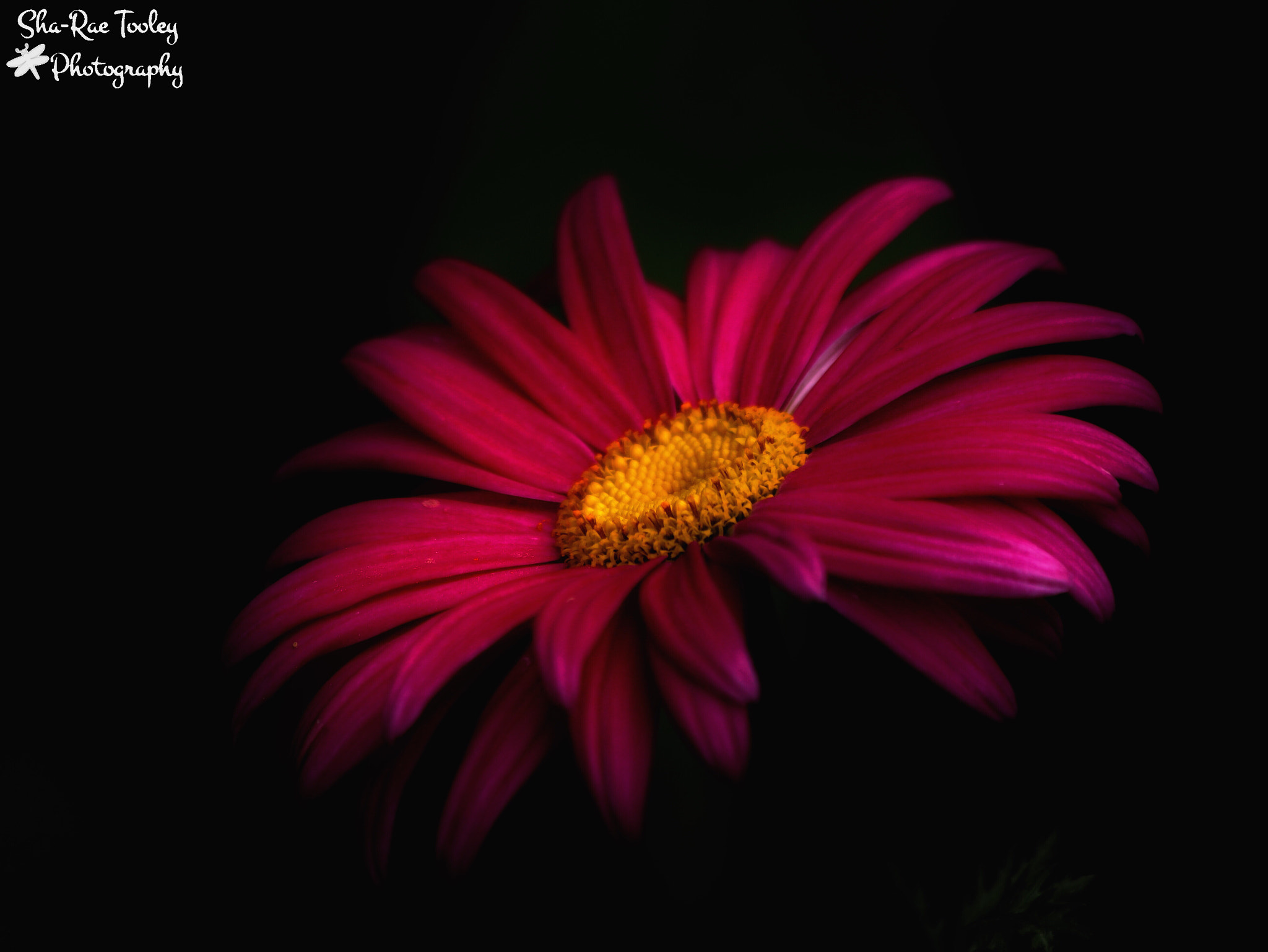 Canon EF 70-300mm F4-5.6 IS USM sample photo