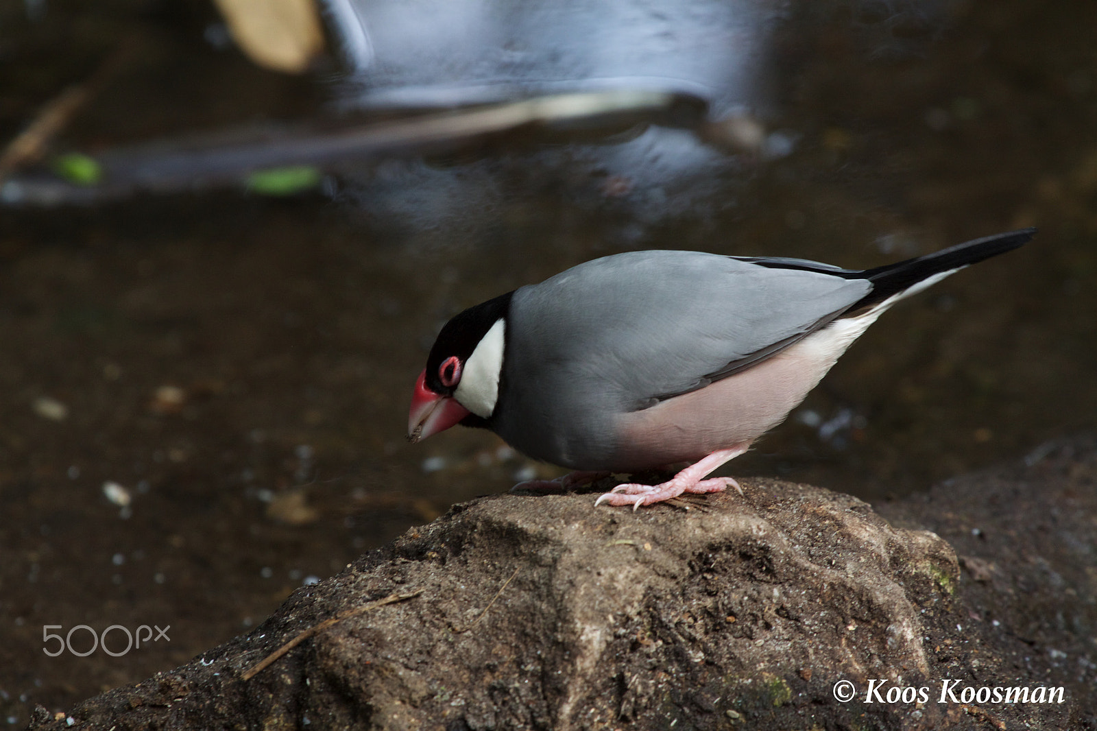 Canon EF 100-400mm F4.5-5.6L IS USM sample photo. Java sparrow photography
