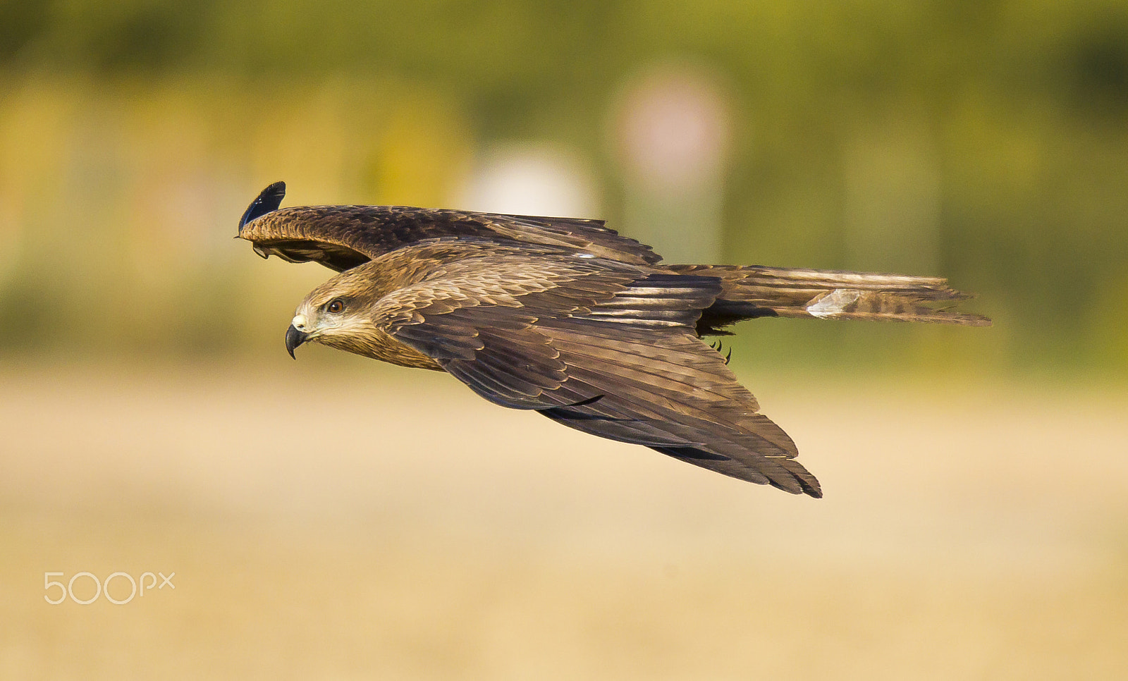 150-600mm F5-6.3 DG OS HSM | Sports 014 sample photo. Im going photography