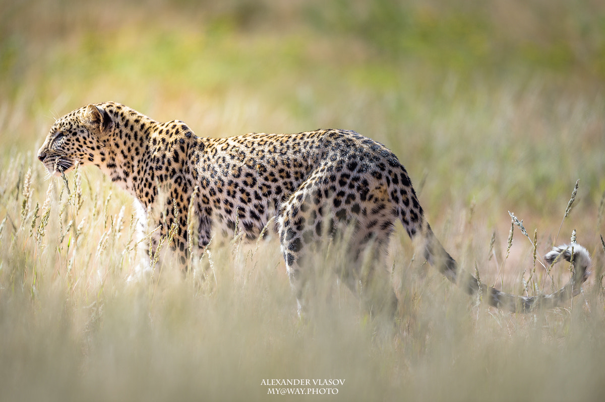 Nikon AF-S Nikkor 500mm F4E FL ED VR sample photo. Masego photography