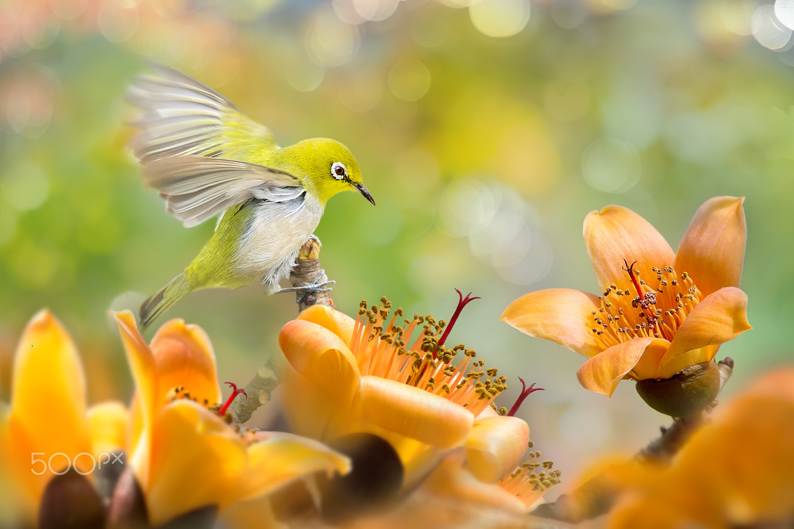 Canon EF 300mm F2.8L IS USM sample photo. Landing in paradise photography