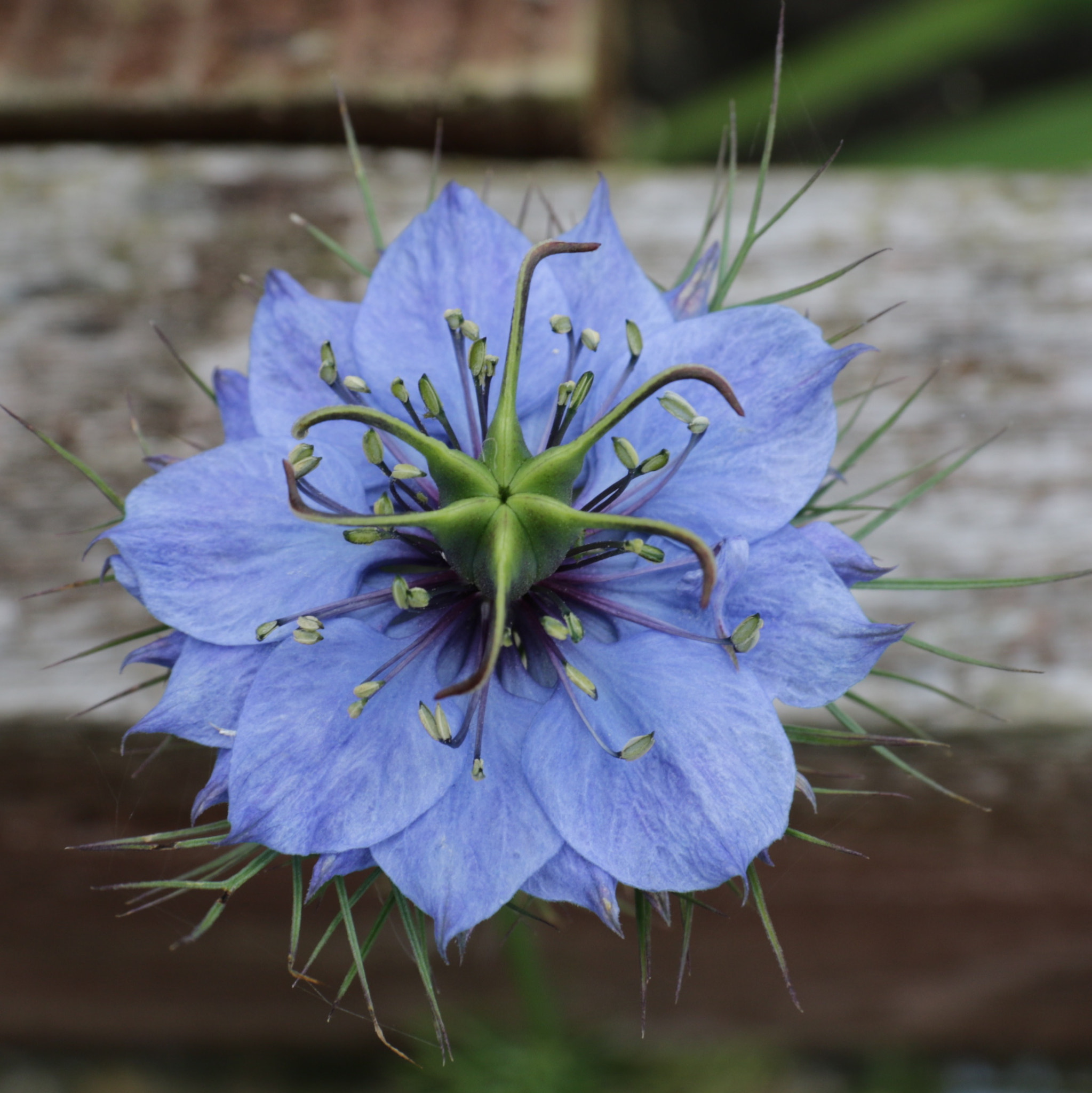 Canon 17-50mm sample photo. Nigella. commonly called love in a mist - so knowledgeable friends tell me :-) photography