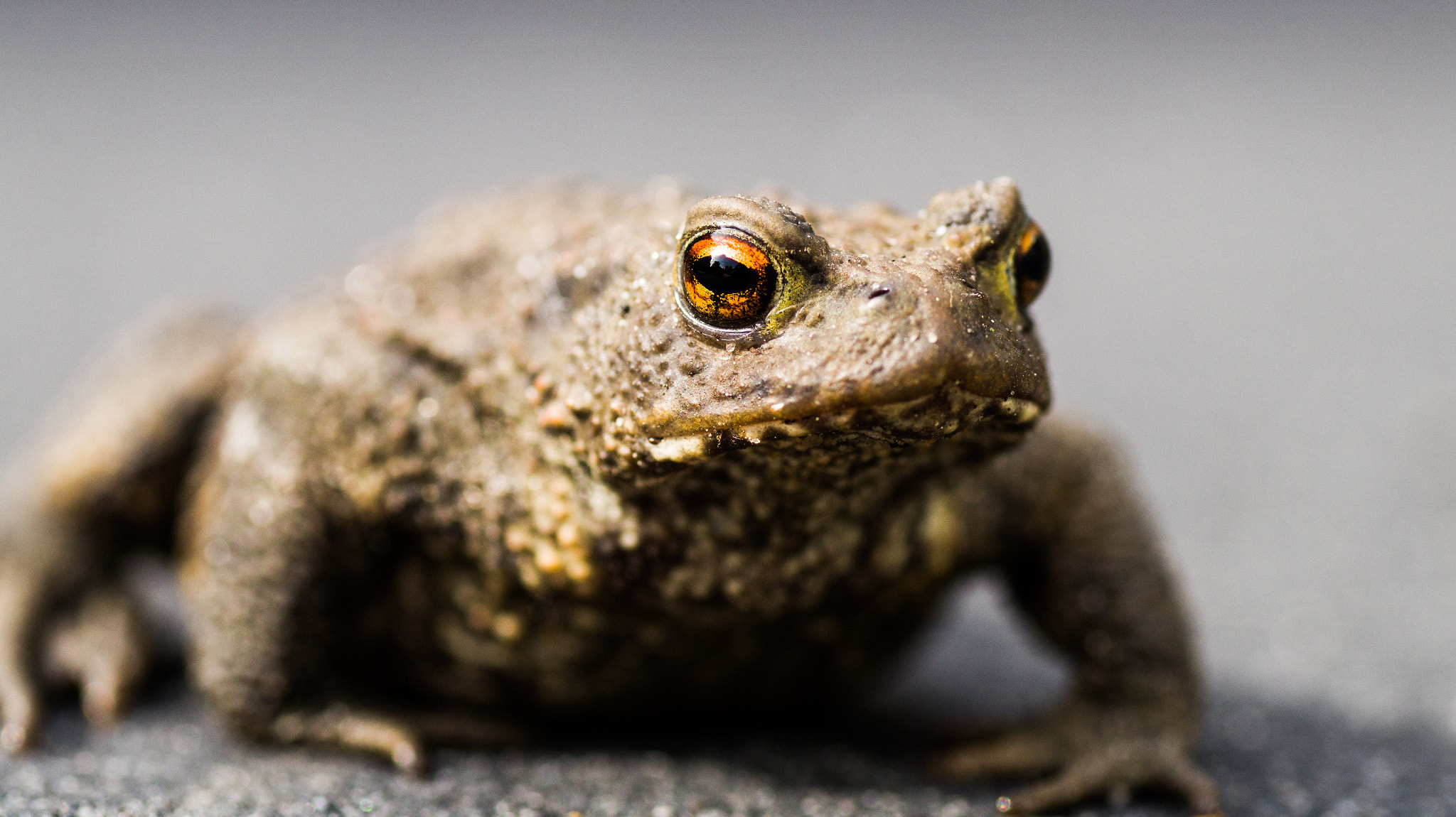 Sony SLT-A58 + Tamron SP AF 90mm F2.8 Di Macro sample photo. Frog photography