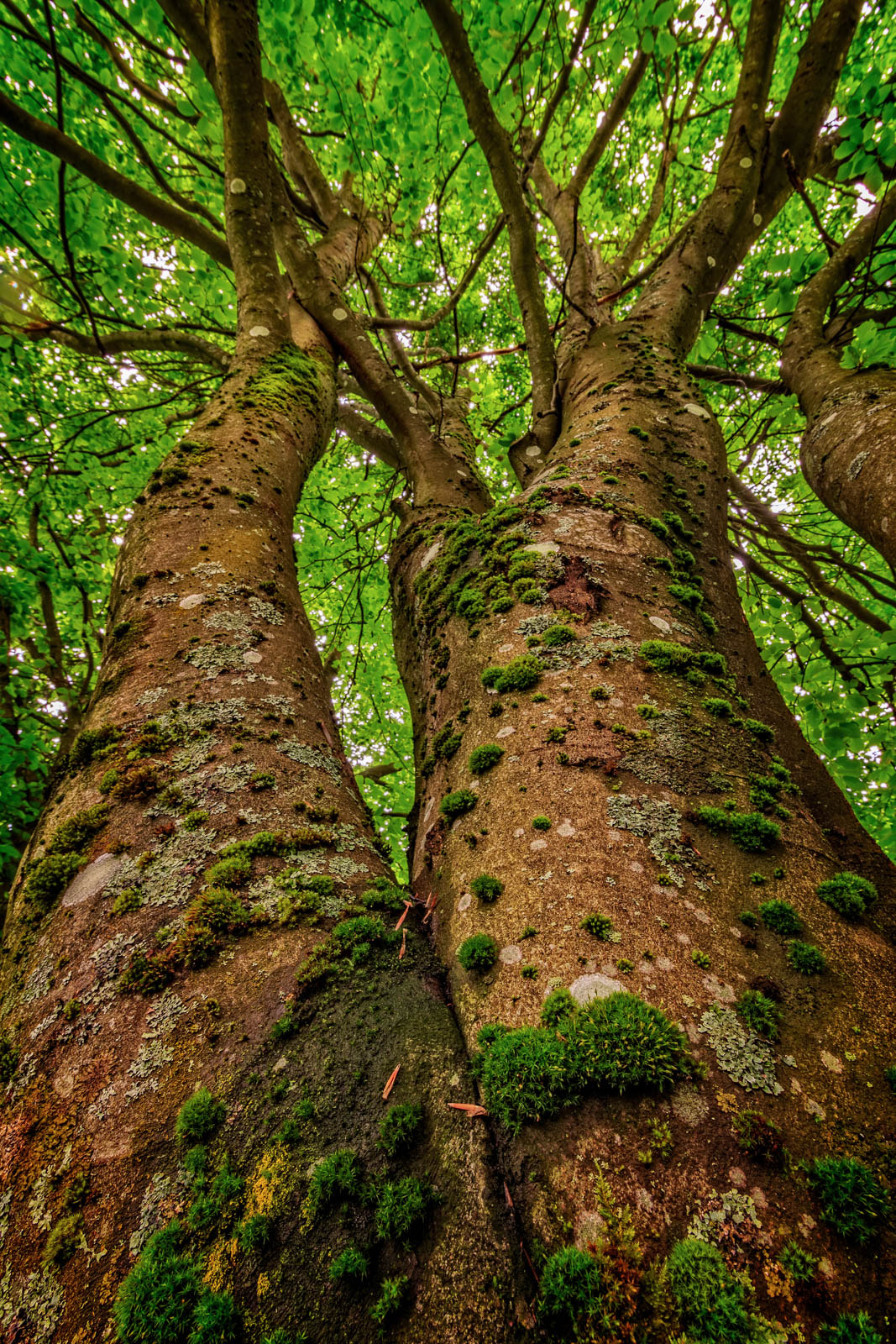 Canon EF-S 10-18mm F4.5–5.6 IS STM sample photo. Mossy elm tree photography