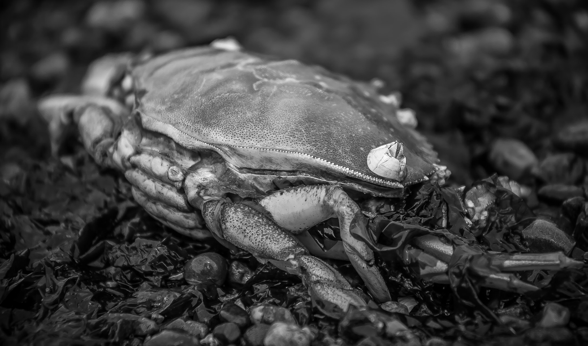 Canon EF 75-300mm f/4-5.6 USM sample photo. A creature of the sand photography