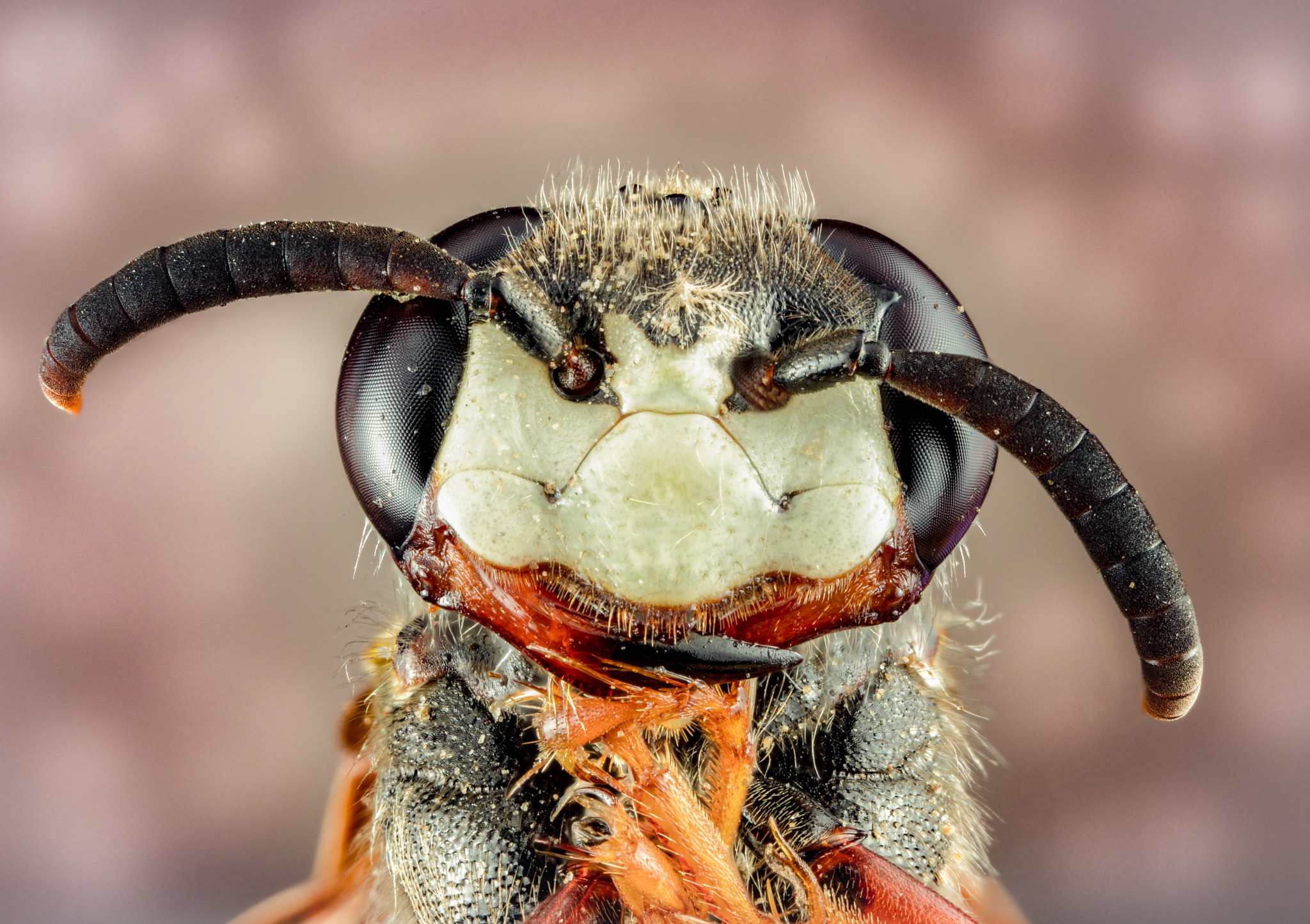 Canon MP-E 65mm F2.5 1-5x Macro Photo sample photo. Wasp photography