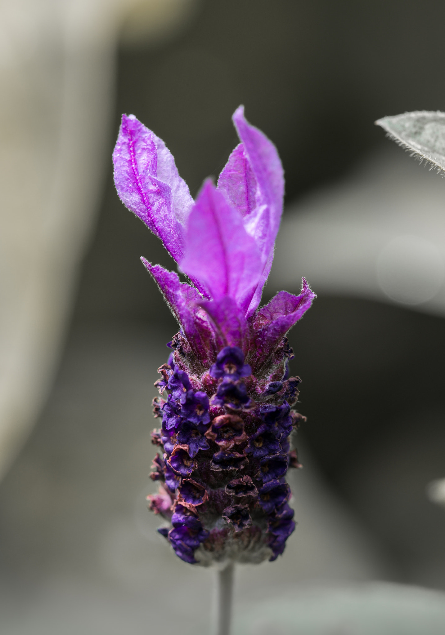 90mm F2.8 Macro G OSS sample photo. Lavender flower photography