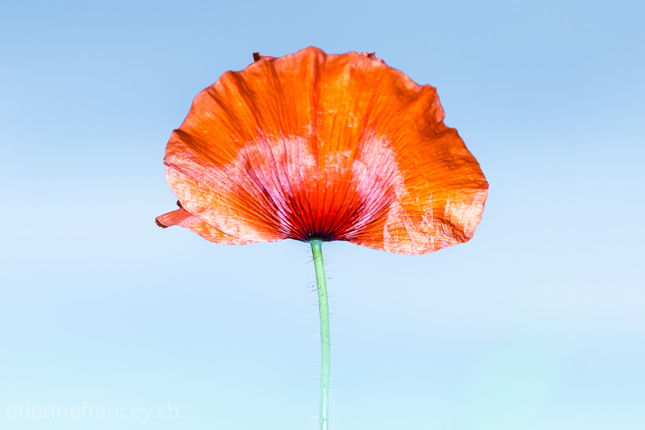 Sigma 150mm F2.8 EX DG OS Macro HSM sample photo. With ease photography