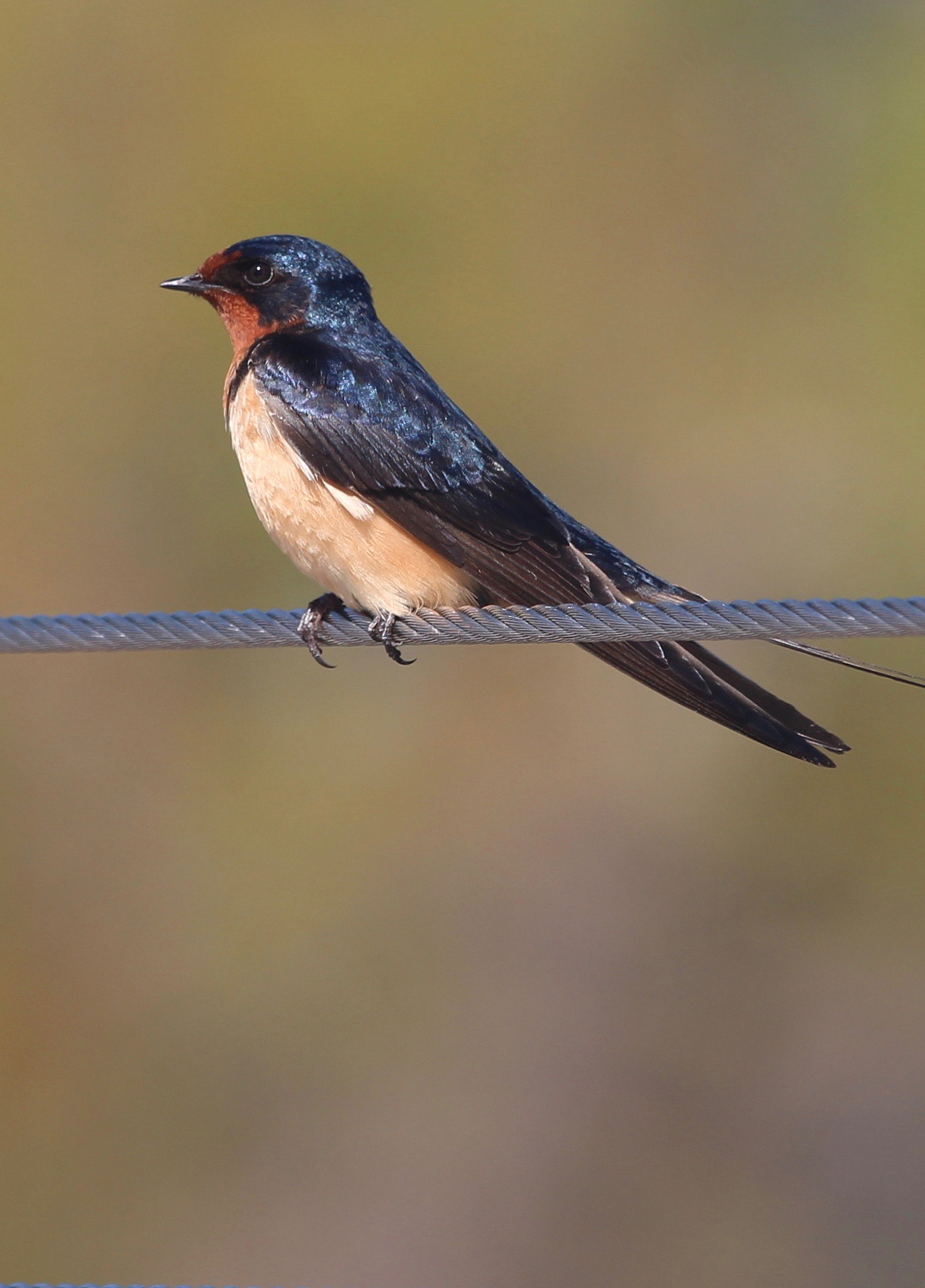 Canon EF 70-200mm F4L IS USM sample photo. Swallow 2 photography