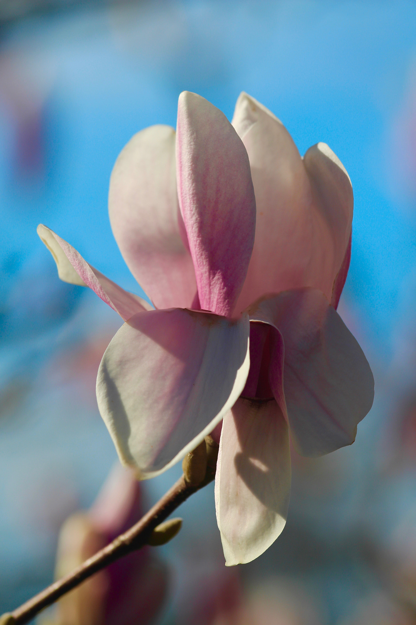 Canon EF 70-200mm F4L IS USM sample photo. Magnolia photography