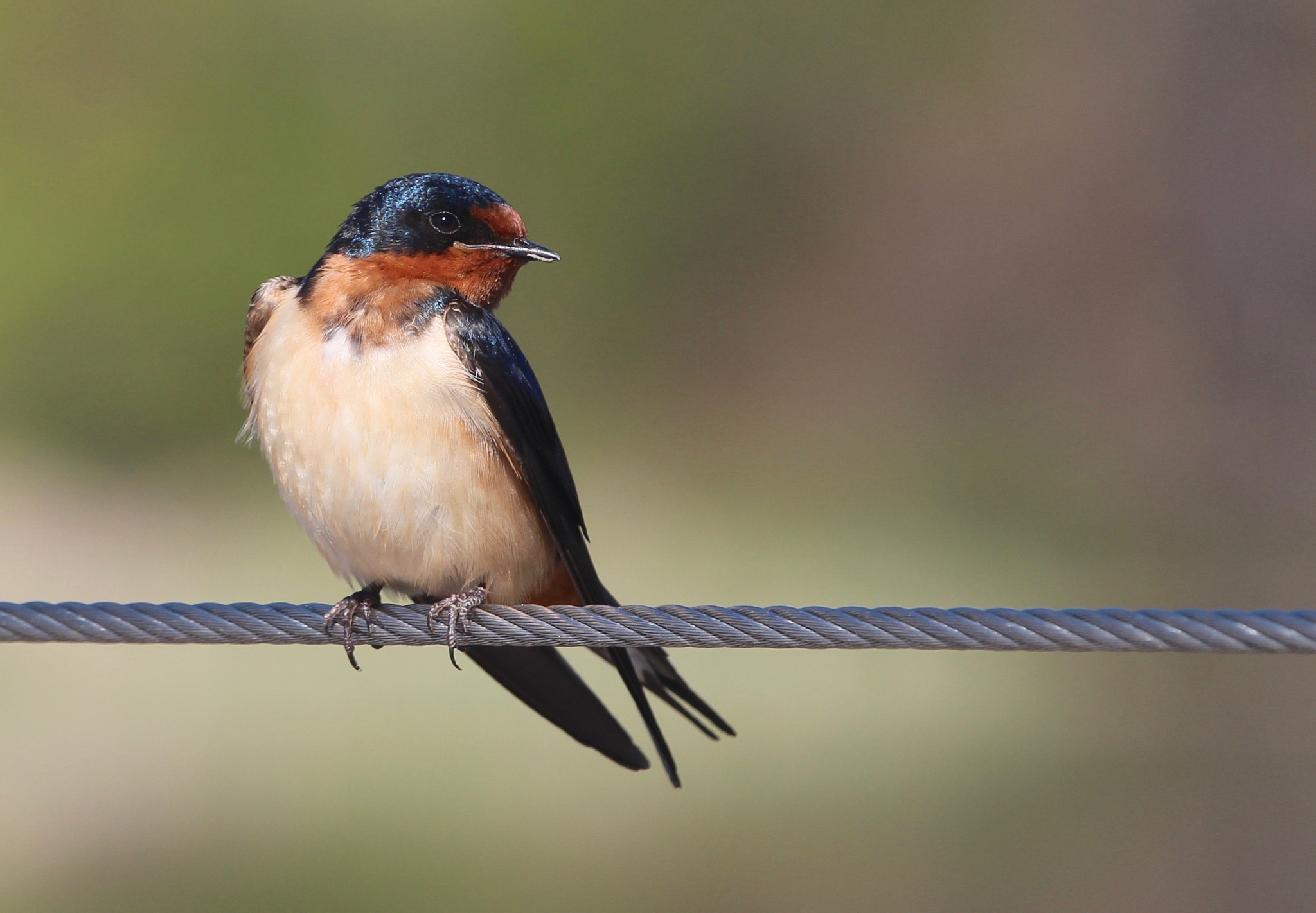 Canon EF 70-200mm F4L IS USM sample photo. Swallow 1 photography