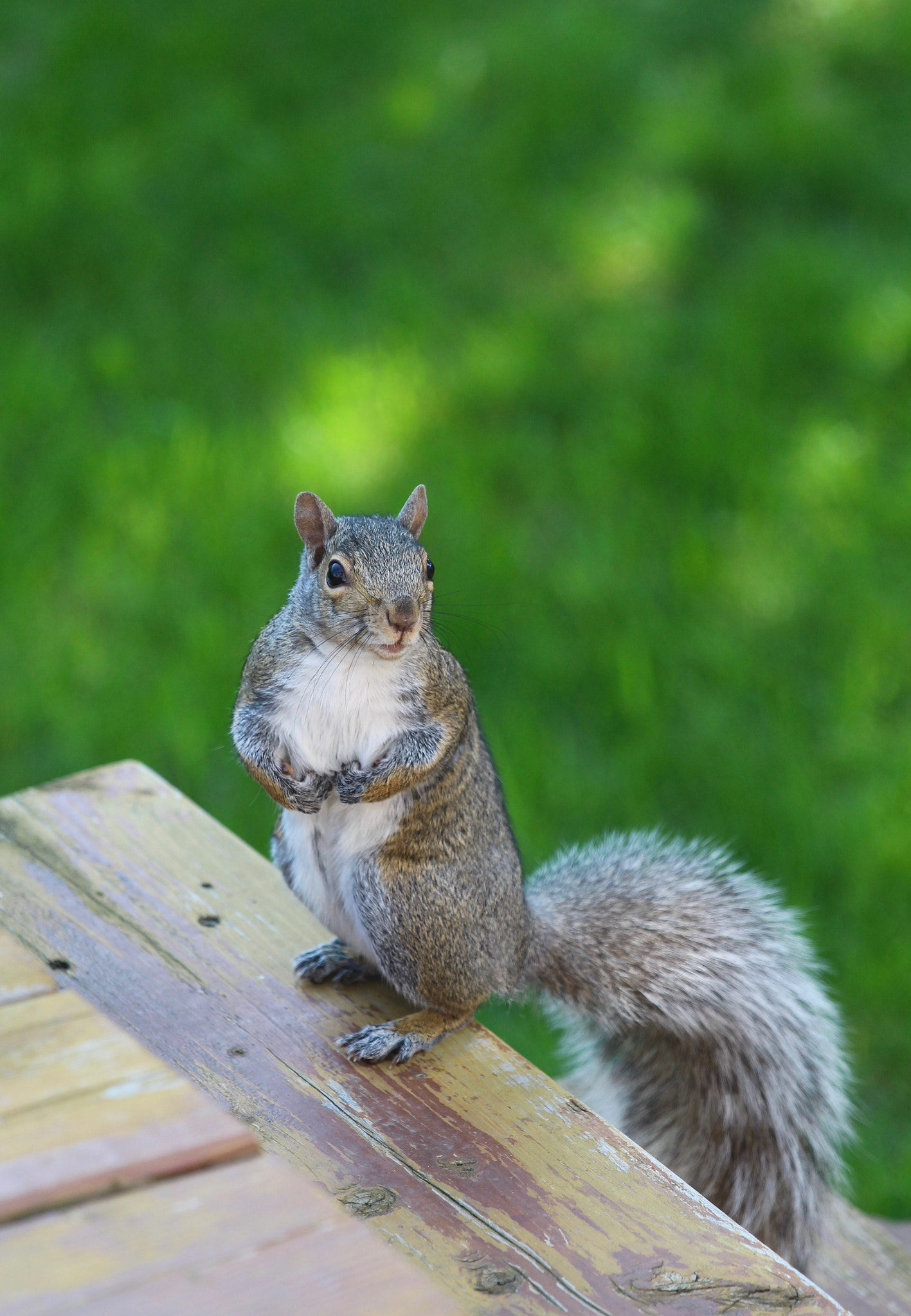 Canon EF 70-200mm F4L IS USM sample photo. Standing squirrel photography