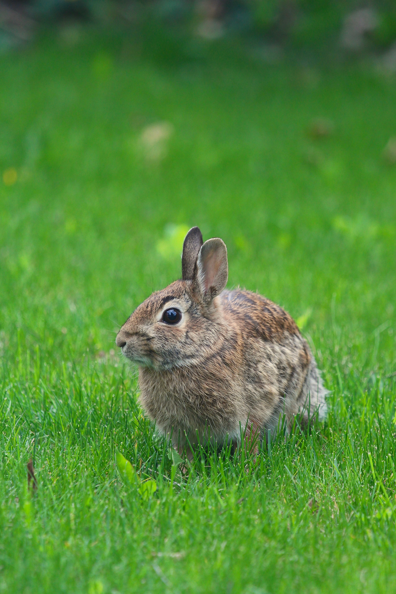 Canon EF 70-200mm F4L IS USM sample photo. Wild rabbit photography