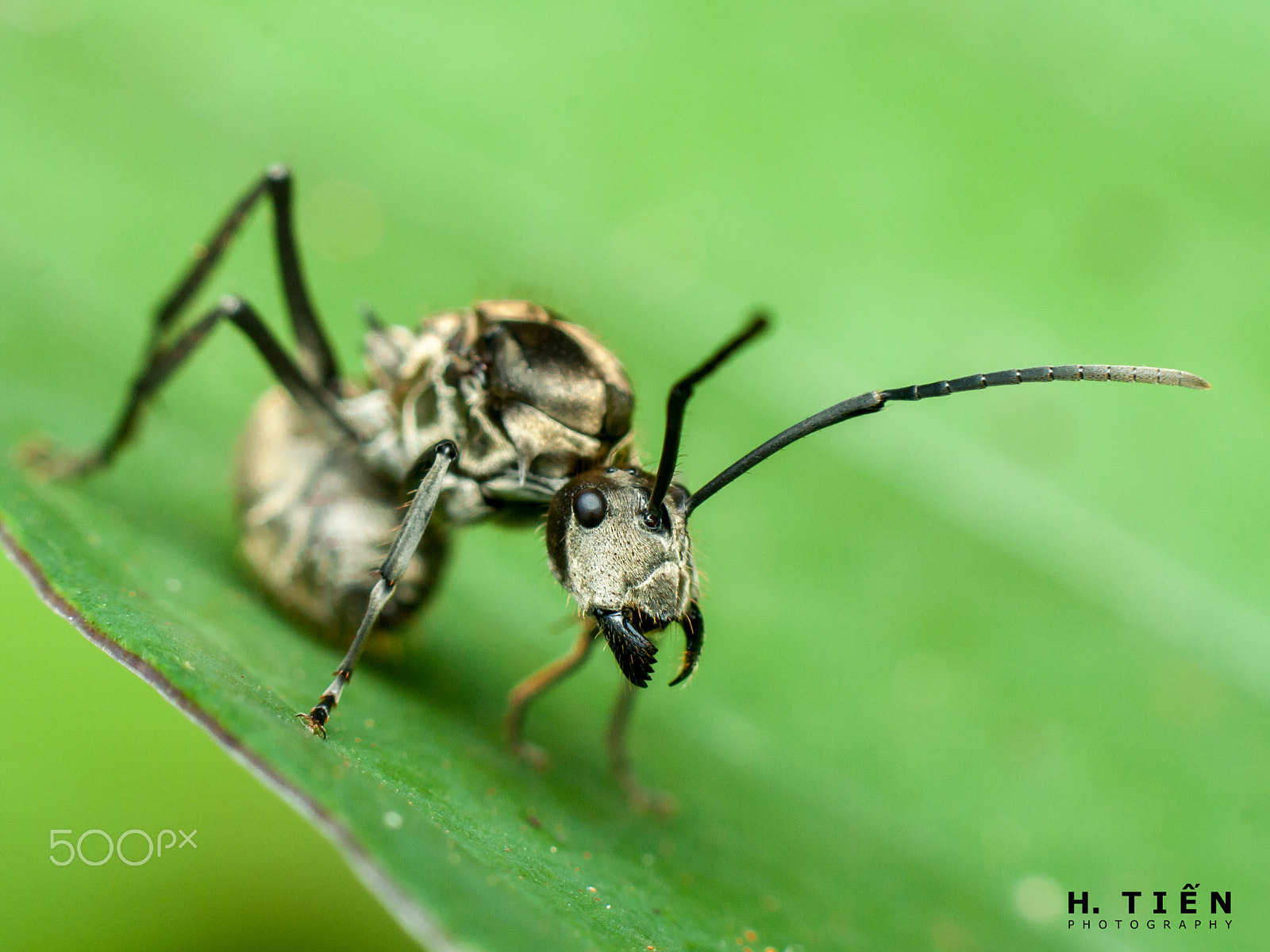 Canon EOS 1000D (EOS Digital Rebel XS / EOS Kiss F) sample photo. Black ant photography