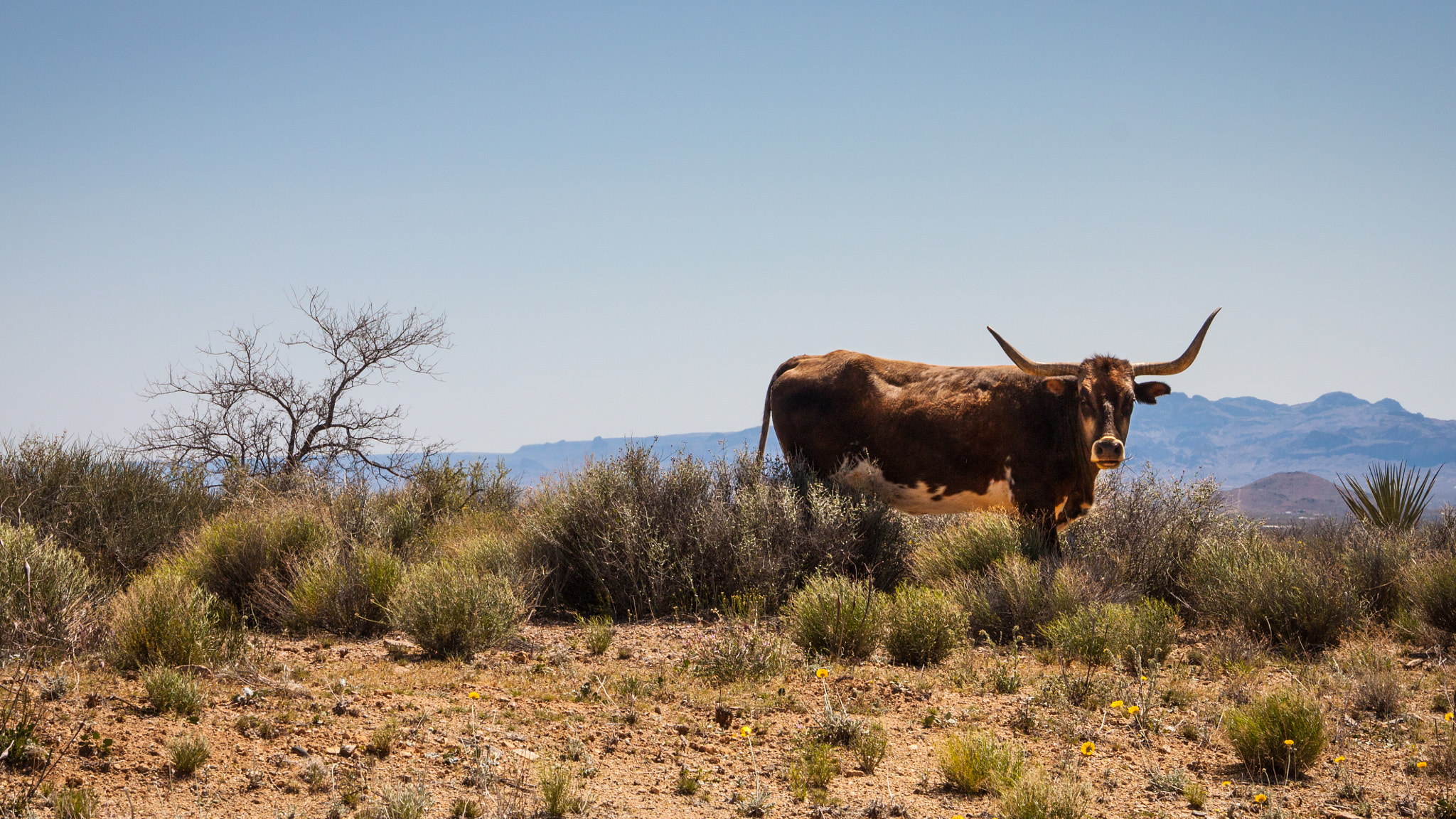 Canon EOS 500D (EOS Rebel T1i / EOS Kiss X3) sample photo. No bull photography