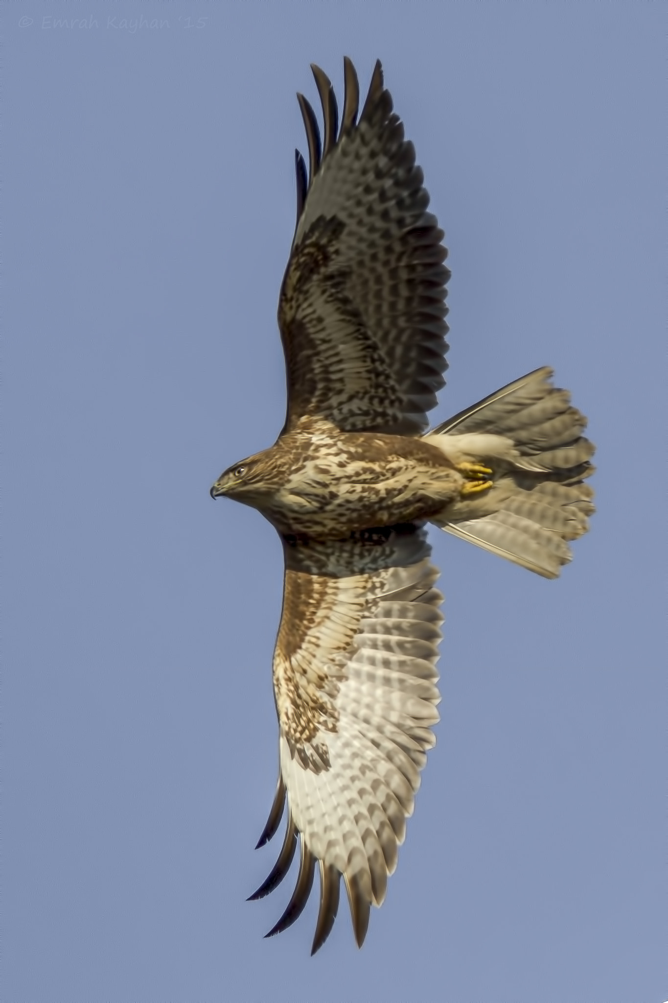 Canon EOS 7D + Canon EF 400mm F5.6L USM sample photo. Common buzzard photography