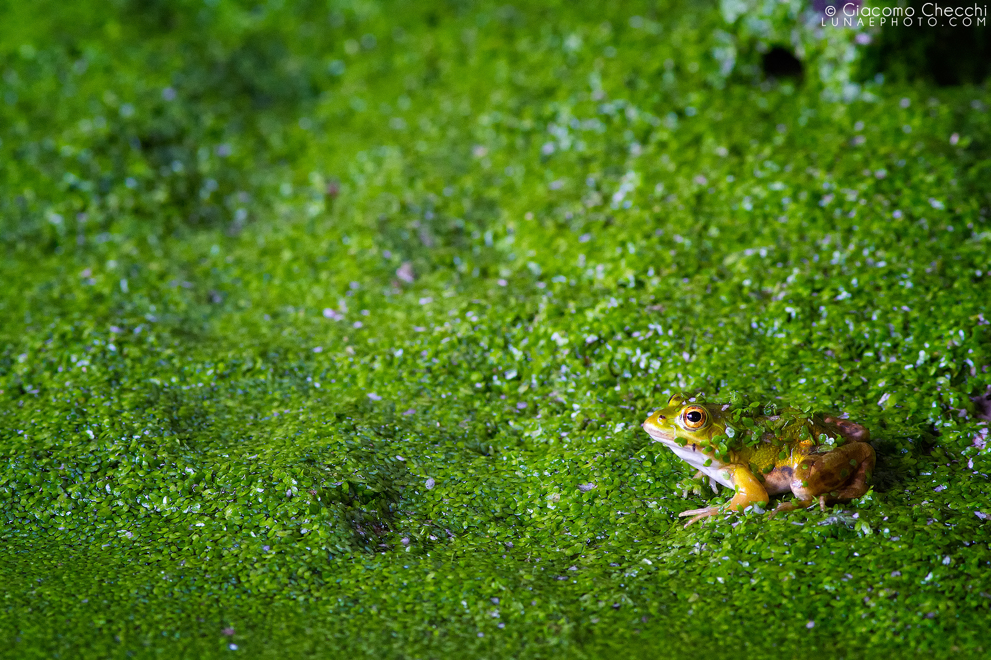 Canon EF 400mm F5.6L USM sample photo. A small frog photography