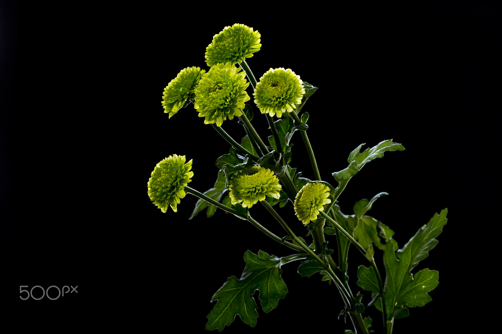 Canon EOS-1D Mark IV sample photo. Gerbera flowers on a black background photography