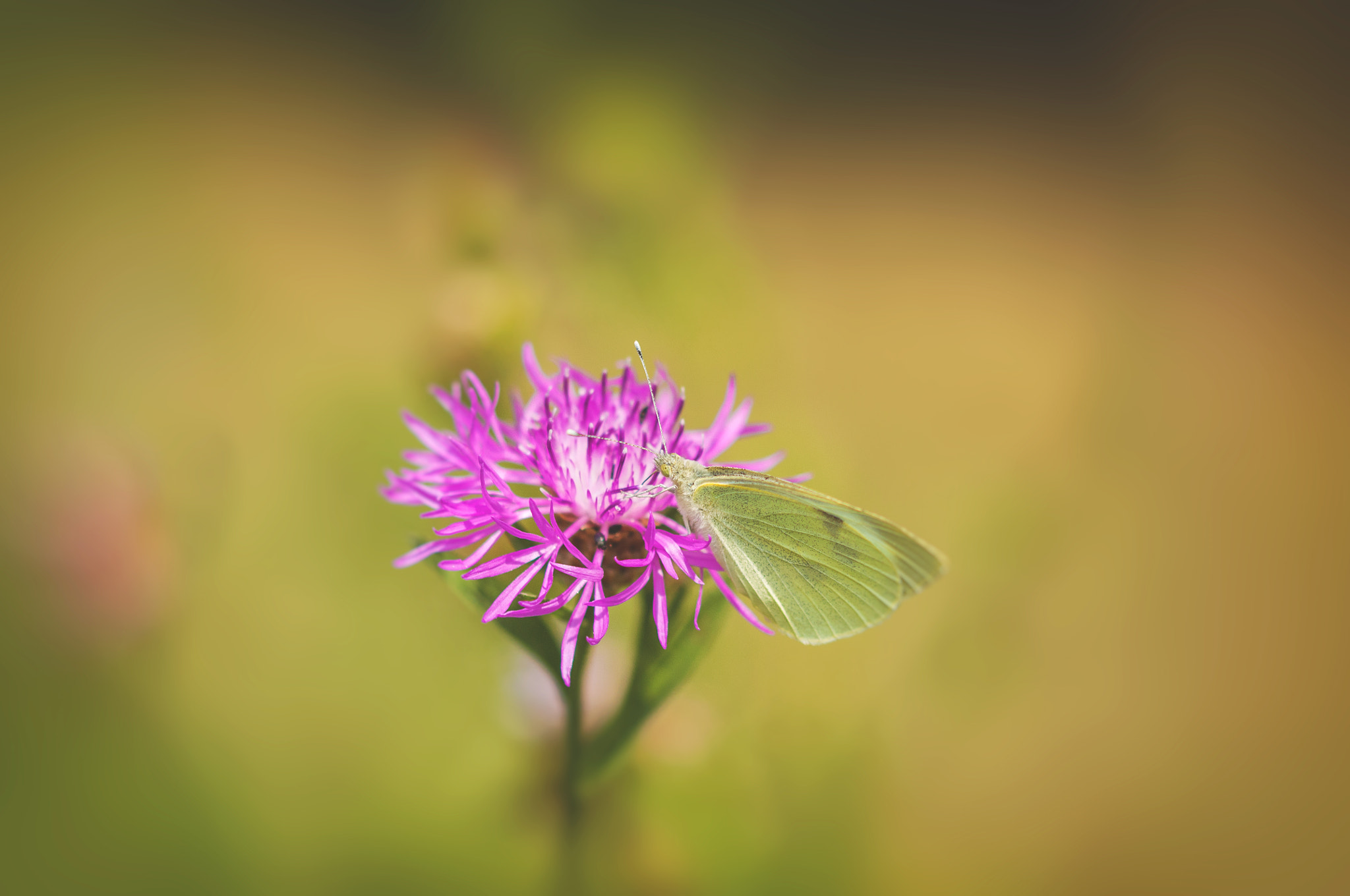 Sigma 105mm F2.8 EX DG OS HSM sample photo. Butterfly photography