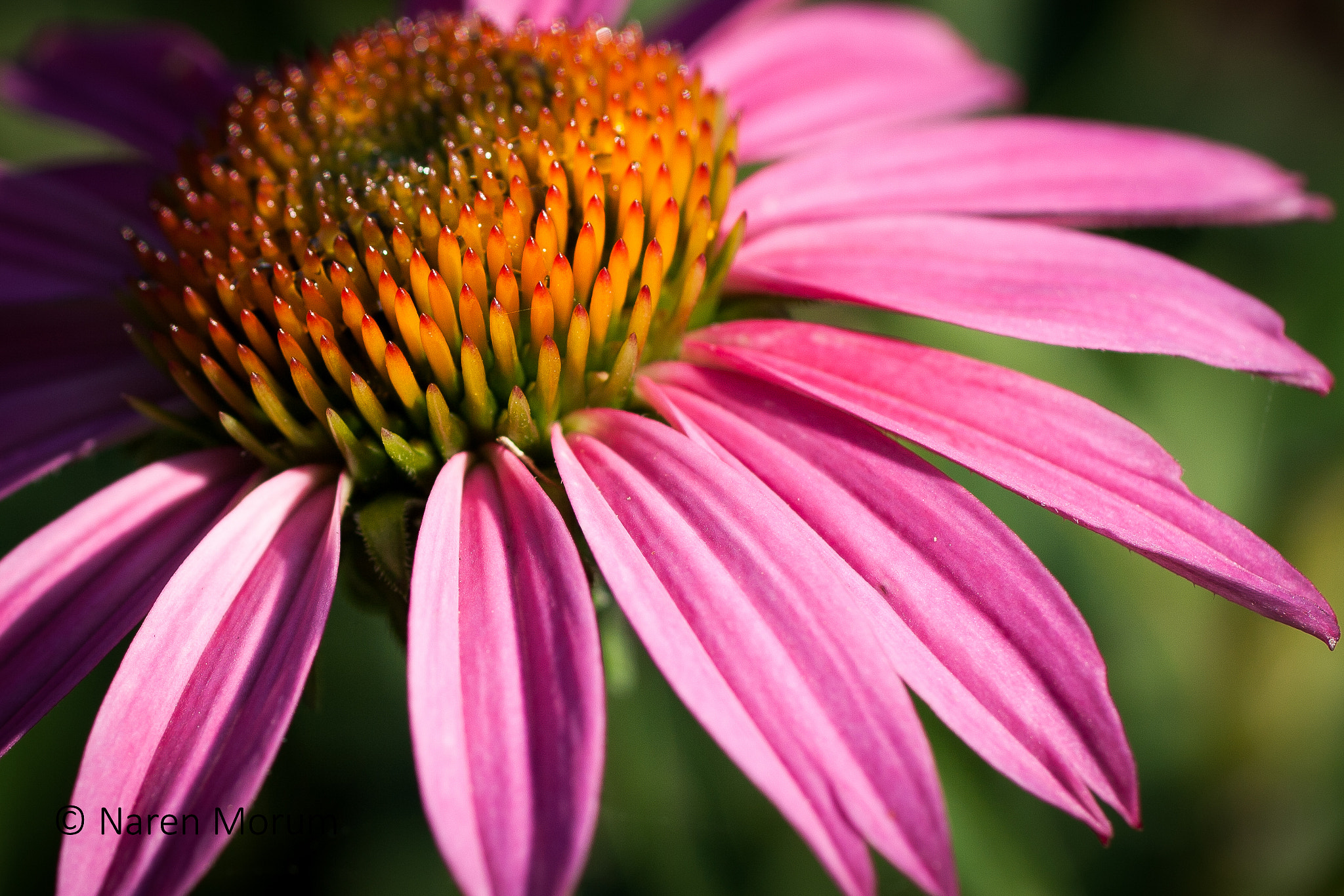 Canon EF 50mm F2.5 Macro sample photo. Macro flower photography