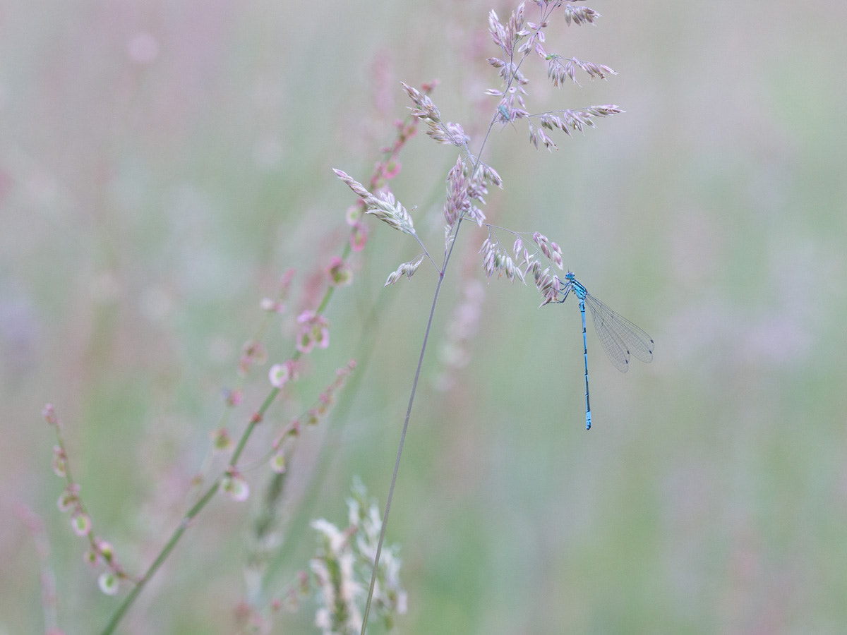 Sigma 150mm F2.8 EX DG OS Macro HSM sample photo. Haaksberger veen photography