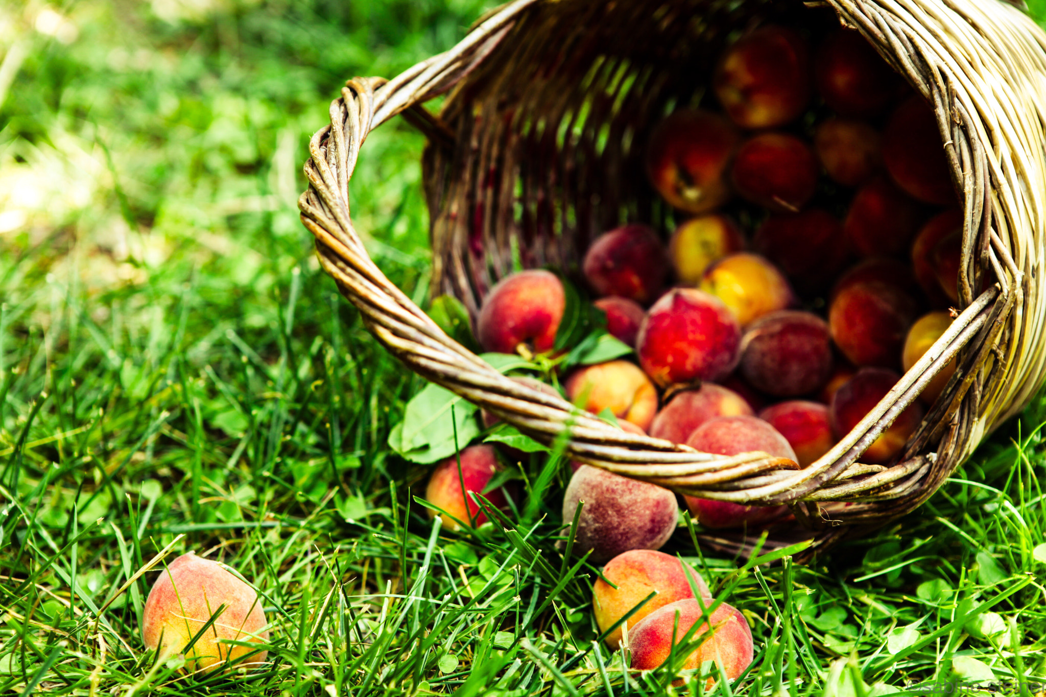 Canon EOS 5D Mark II + Canon EF 24-70mm F2.8L USM sample photo. Peach basket photography