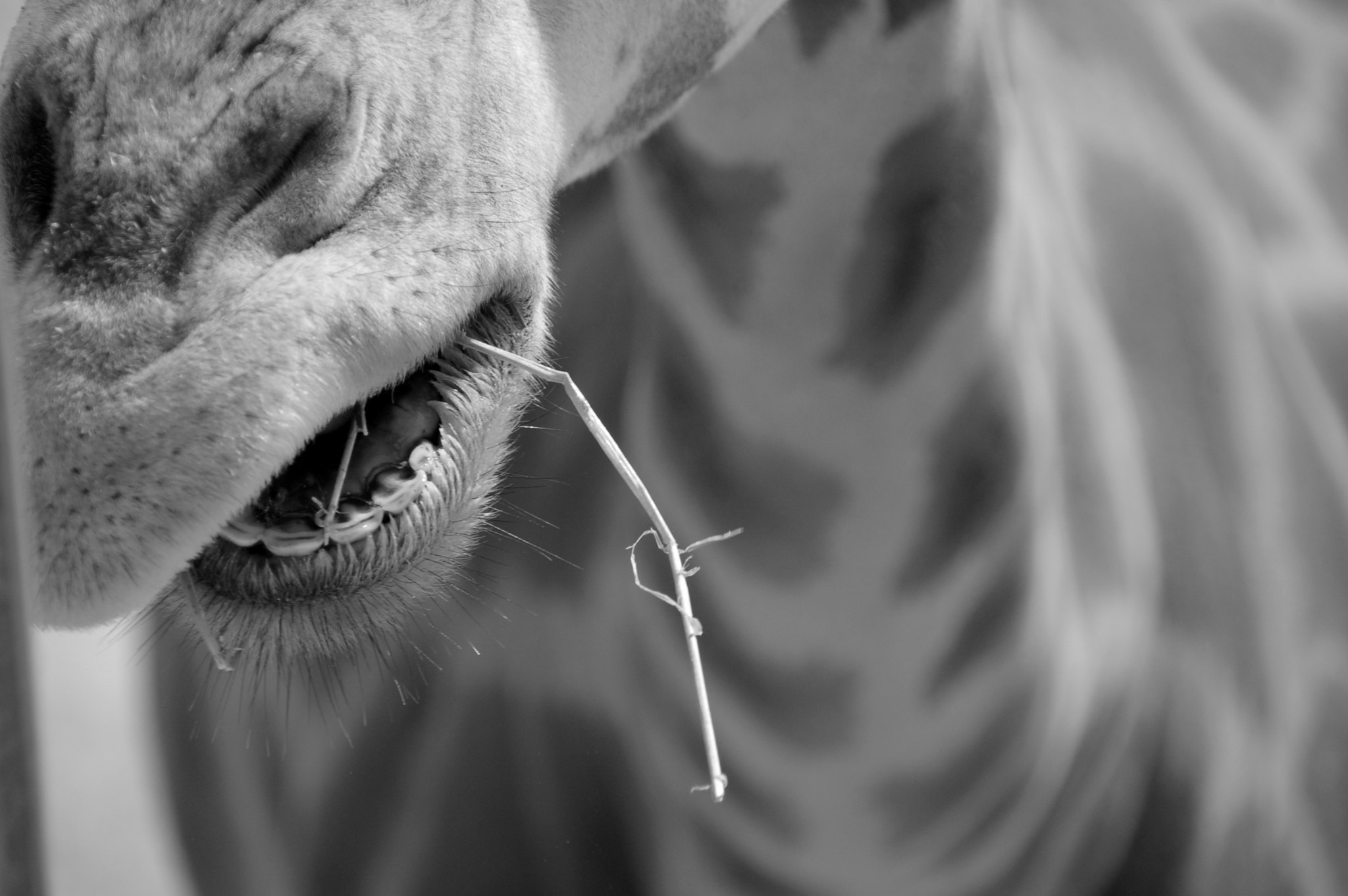 Nikon D50 sample photo. Bnw giraffe photography
