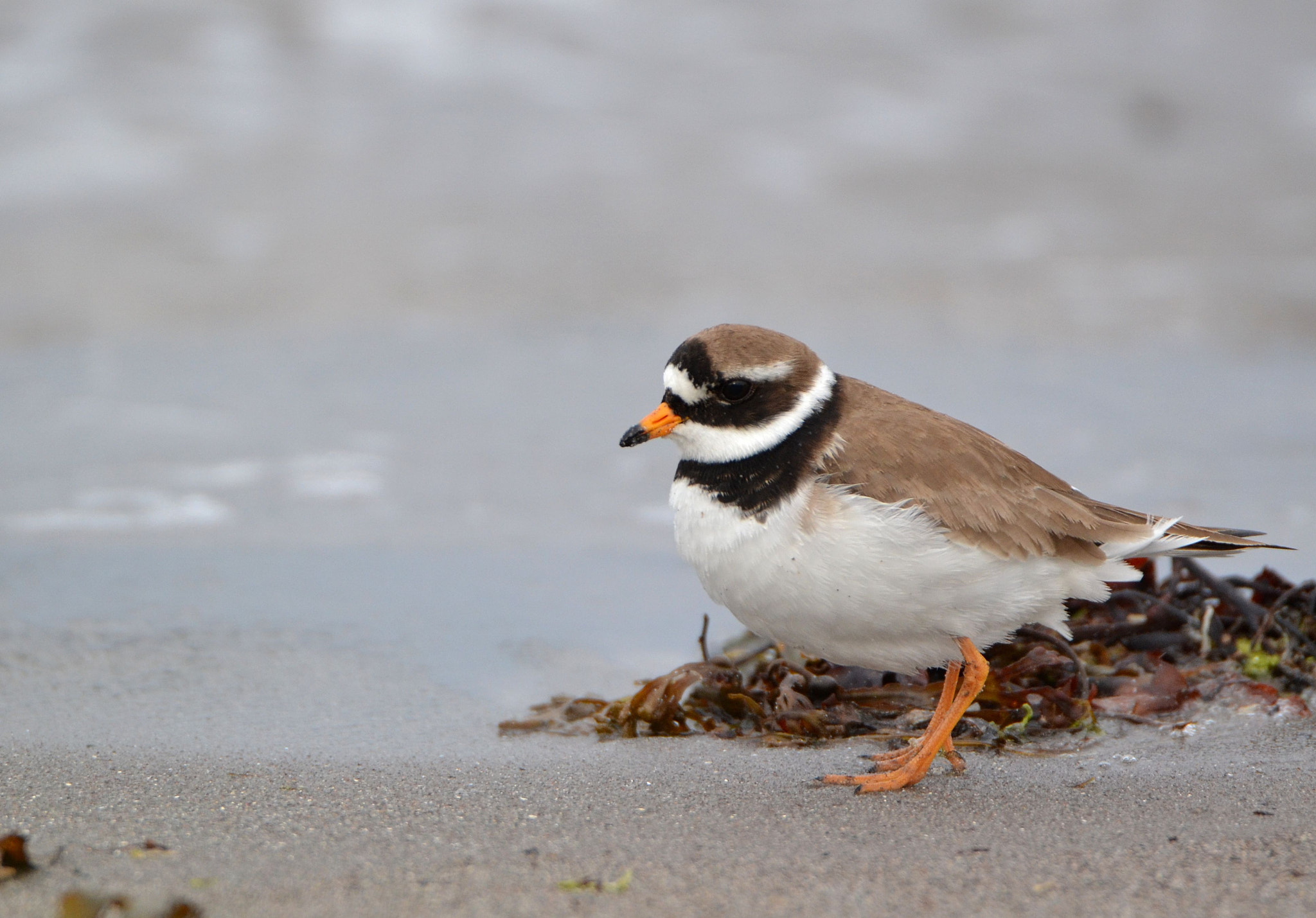 Nikon D3100 + Tamron SP 150-600mm F5-6.3 Di VC USD sample photo. Ringed plover photography