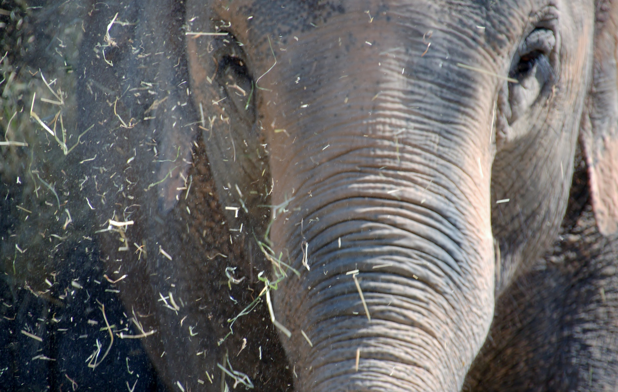 Nikon D50 sample photo. Elephant photography