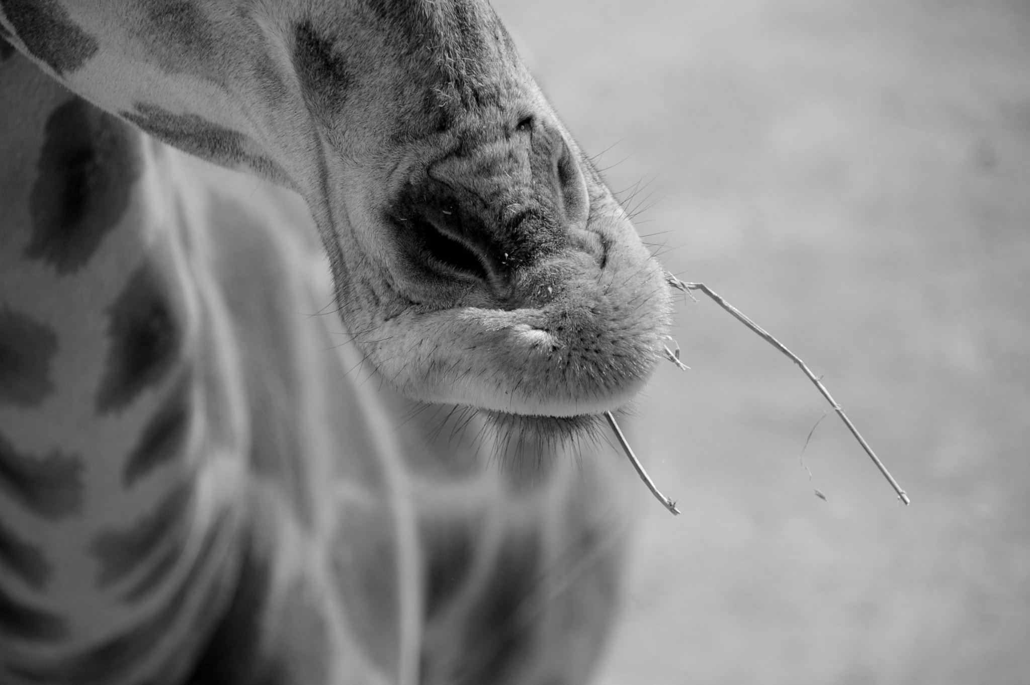 Nikon D50 sample photo. Giraffe photography