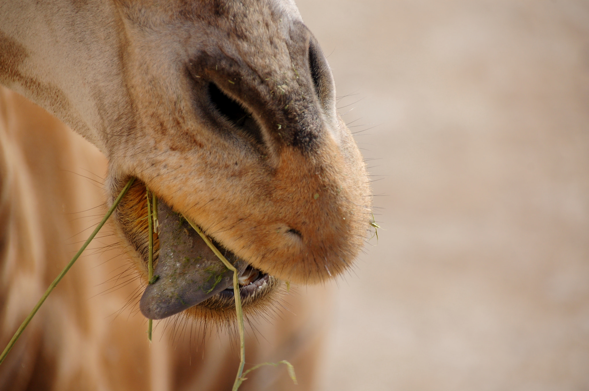 Nikon D50 sample photo. Giraffe photography