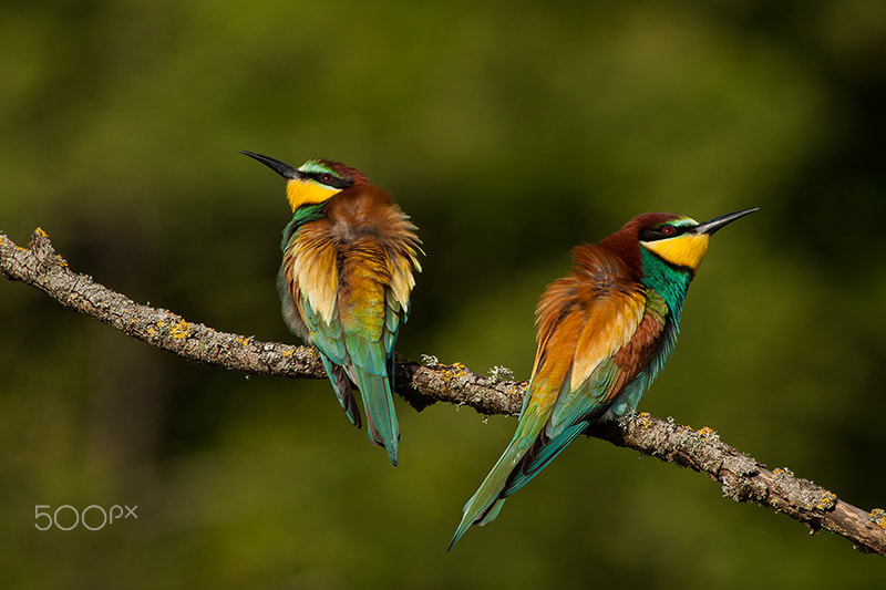 Canon EOS 50D + Canon EF 100-400mm F4.5-5.6L IS USM sample photo. Bee-eater duo photography