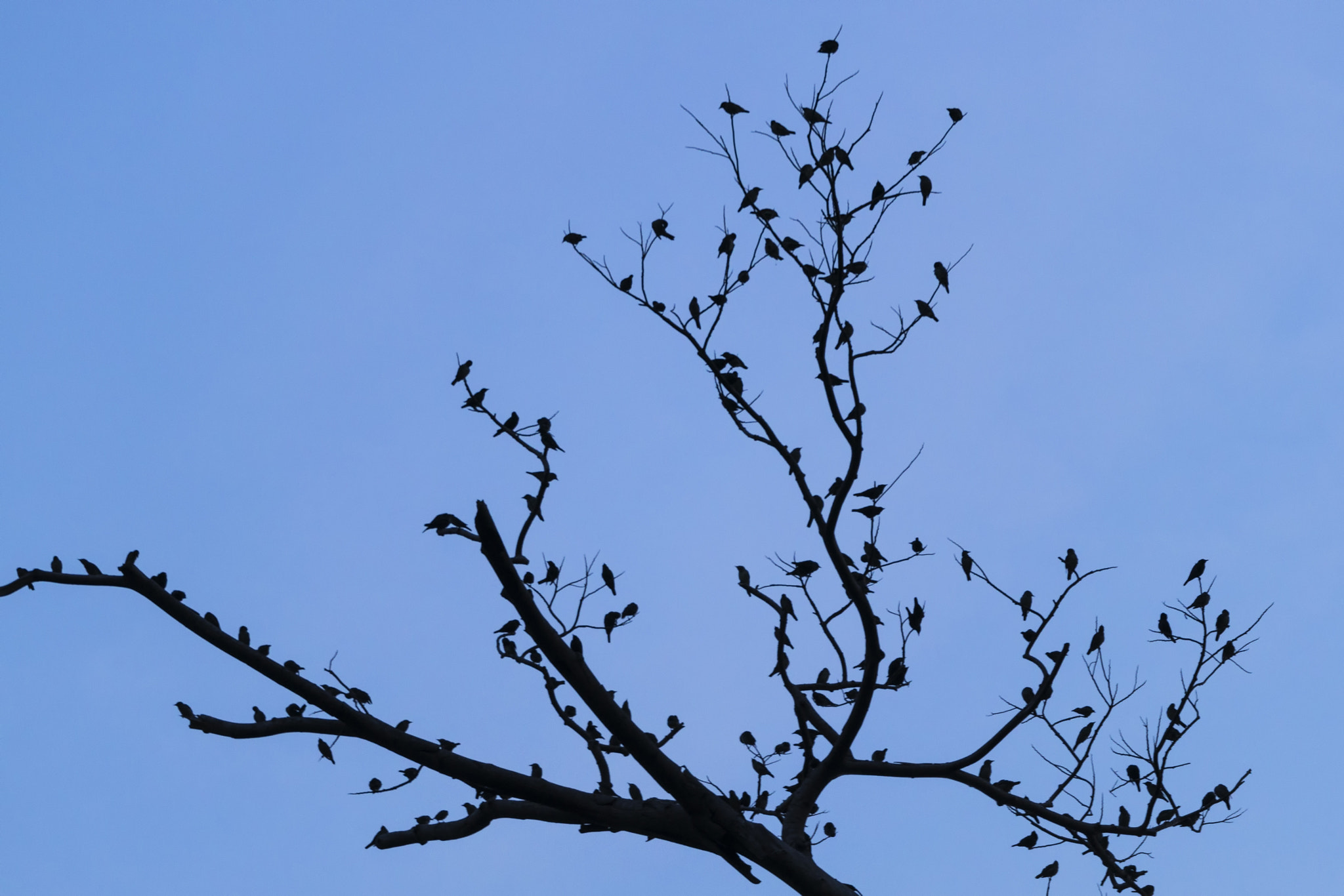 Sony 70-300mm F4.5-5.6 G SSM sample photo. Flock photography