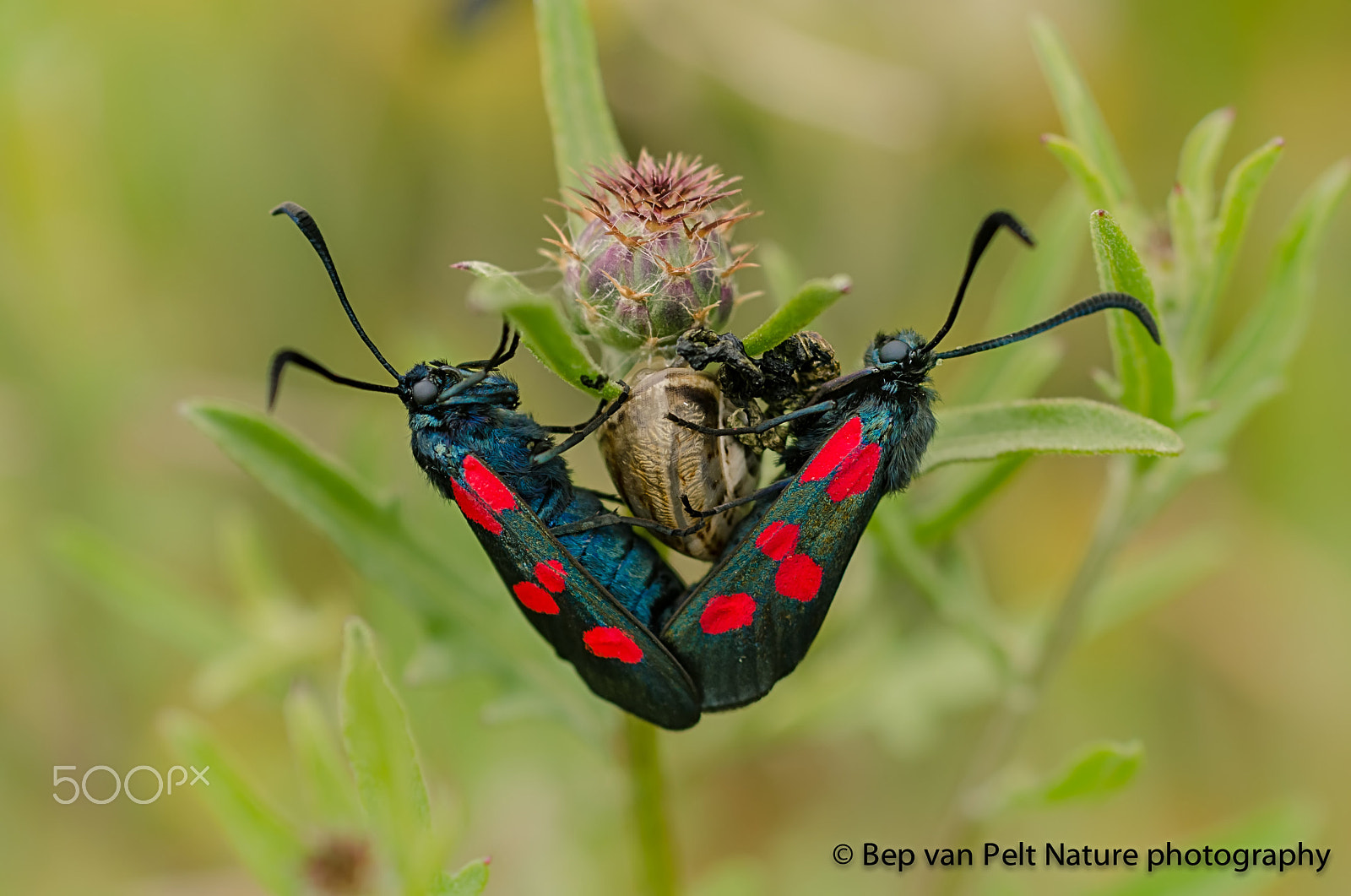 Nikon D7000 + Sigma 50mm F2.8 EX DG Macro sample photo. Mating six spot burnet photography