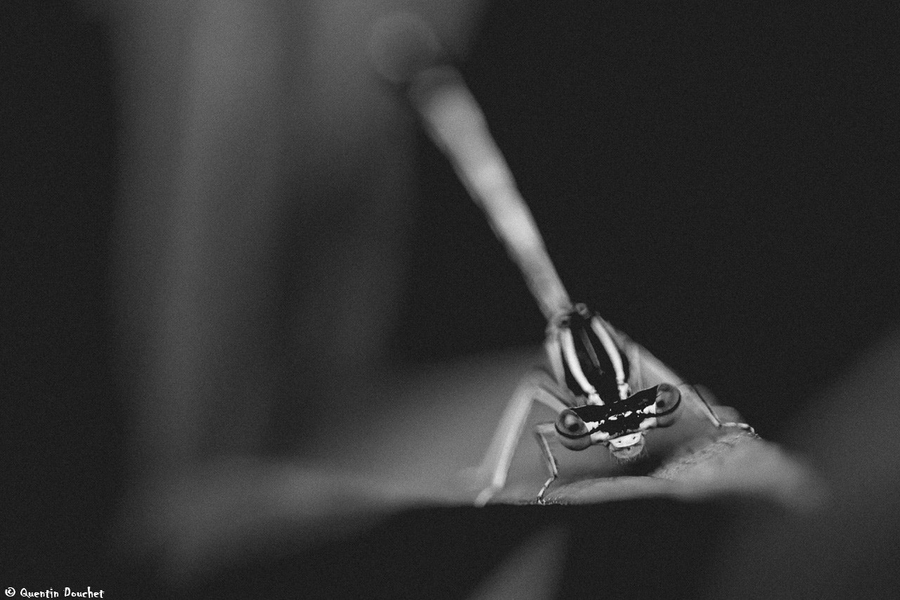 Canon EF 100mm F2.8 Macro USM sample photo. Demoiselle en colère photography
