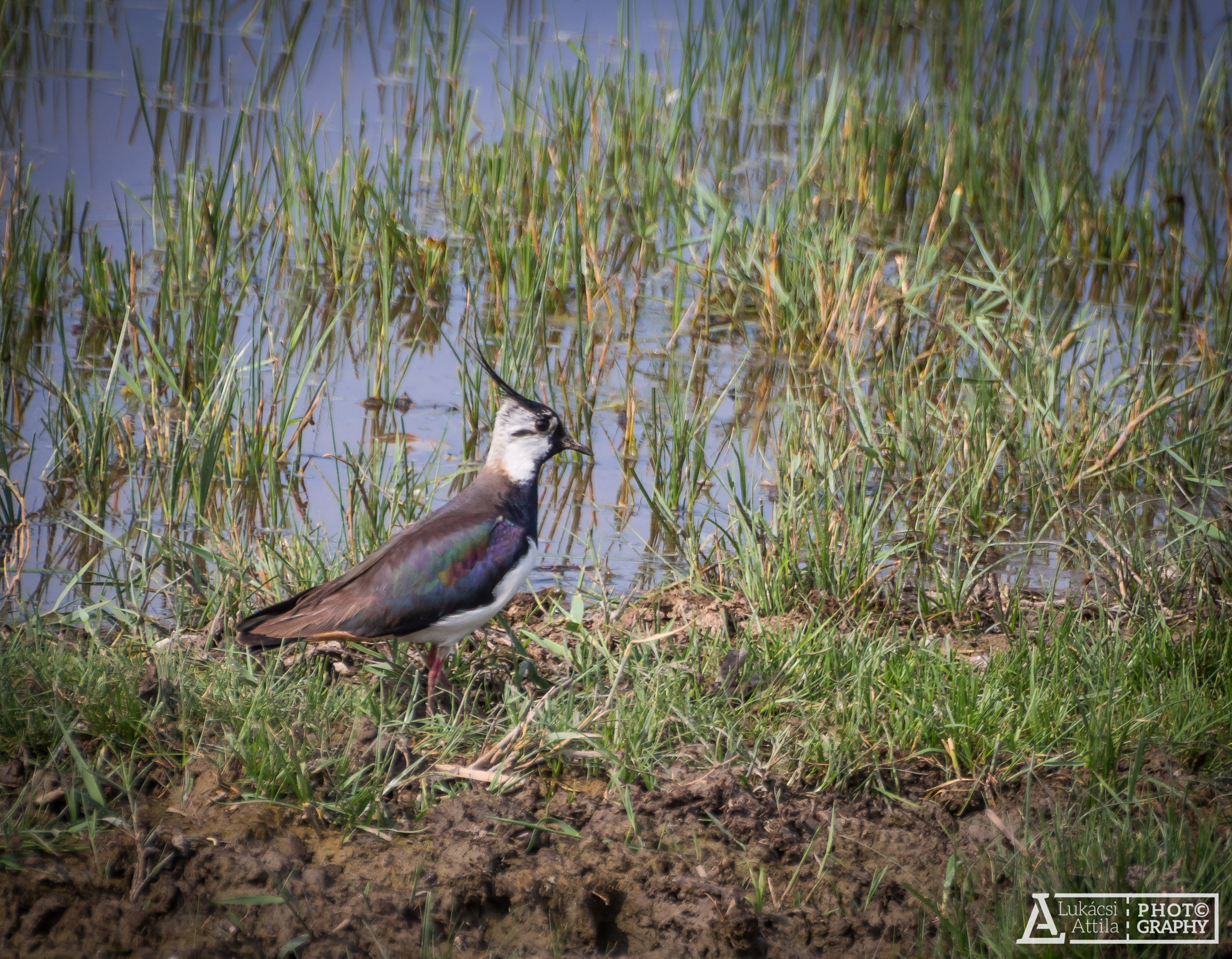Olympus Zuiko Digital ED 70-300mm F4.0-5.6 sample photo. Northern lapwing photography