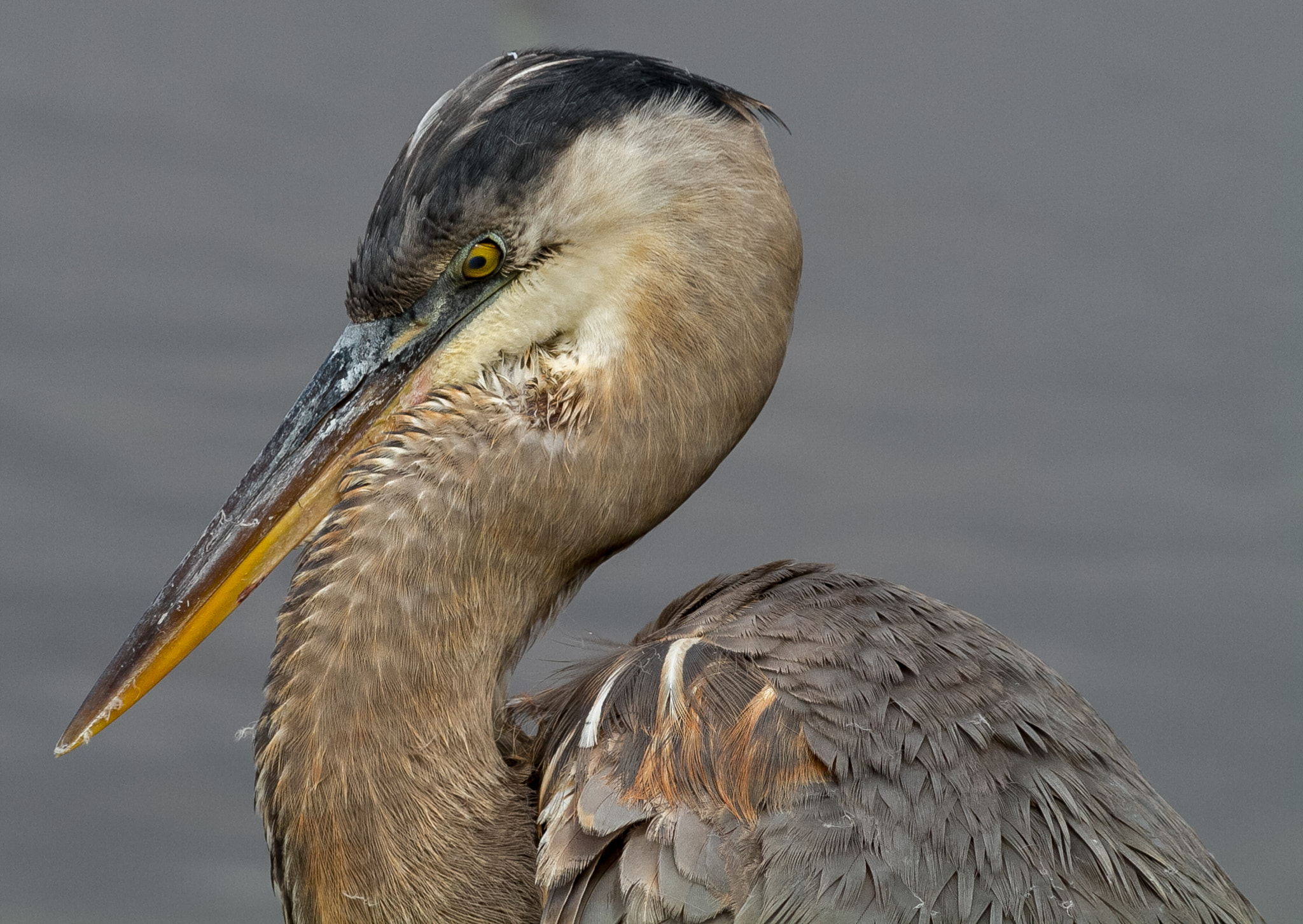 Canon EOS 7D + Canon EF 400mm F5.6L USM sample photo. Great blue #1.jpg photography