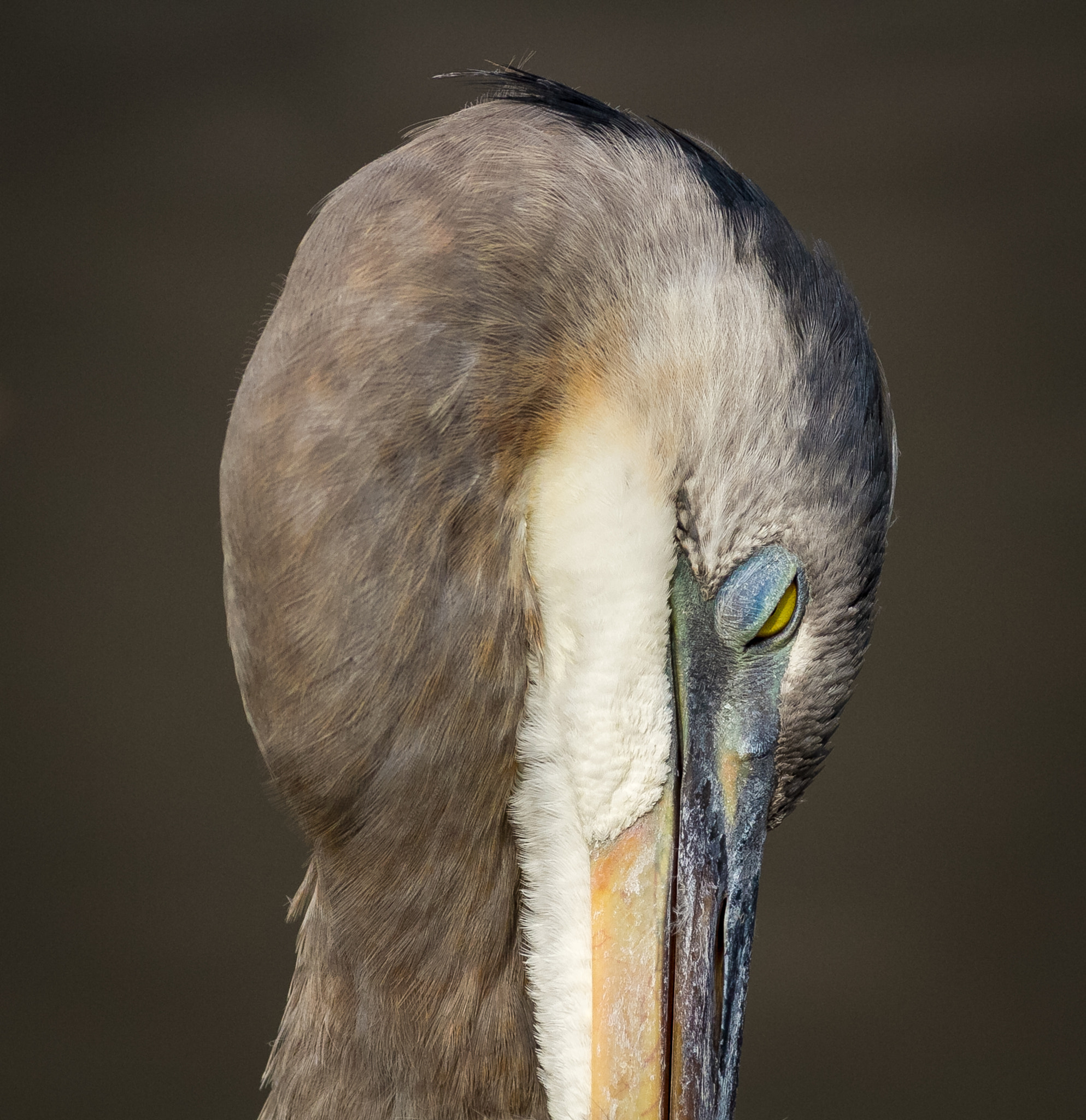 Canon EOS 7D + Canon EF 400mm F5.6L USM sample photo. Great blue #2.jpg photography