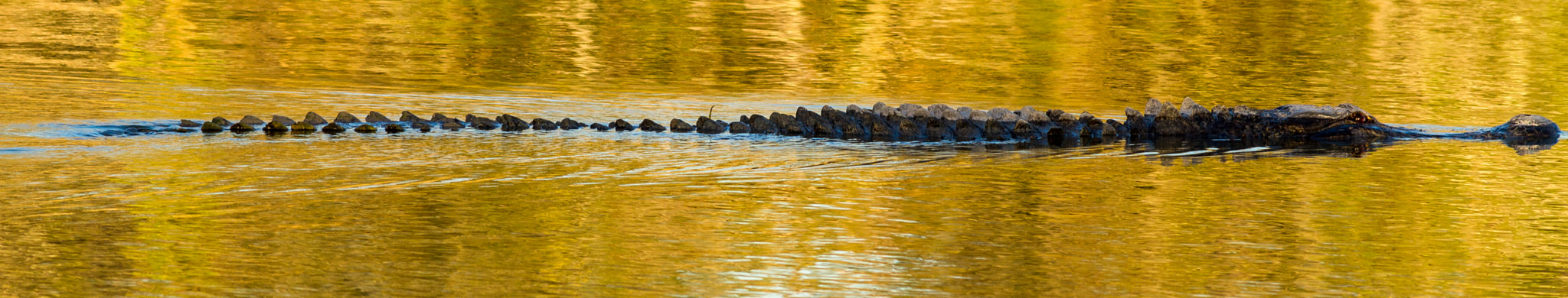 Canon EOS 7D + Canon EF 400mm F5.6L USM sample photo. Just cruzing.jpg photography