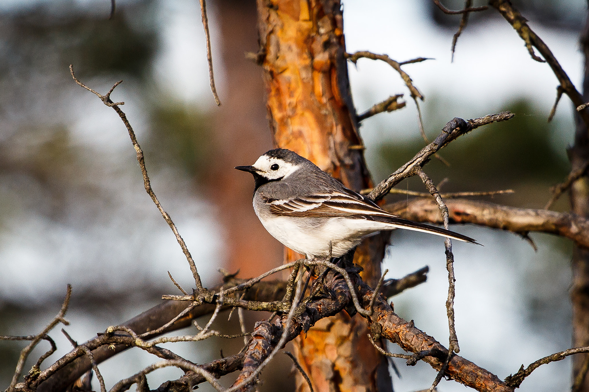 Canon EOS 650D (EOS Rebel T4i / EOS Kiss X6i) + Canon EF 70-200mm F4L USM sample photo. White wagtail photography