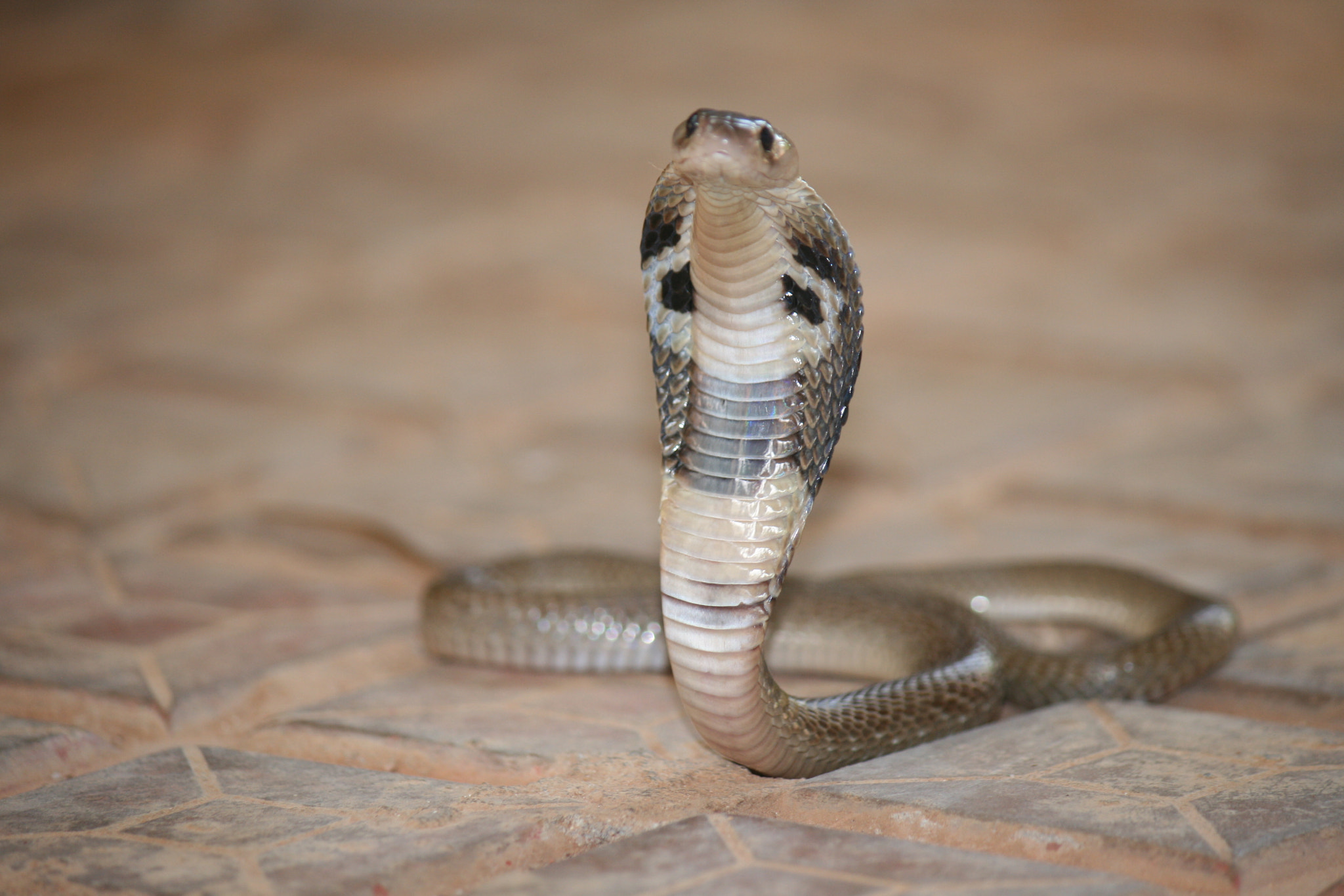 Canon EOS 400D (EOS Digital Rebel XTi / EOS Kiss Digital X) sample photo. Indian cobra photography