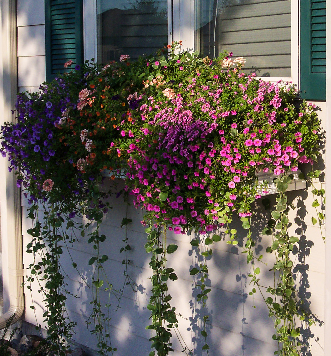 Kodak DX4530 ZOOM DIGITAL CAMERA sample photo. Window box and green shutters photography