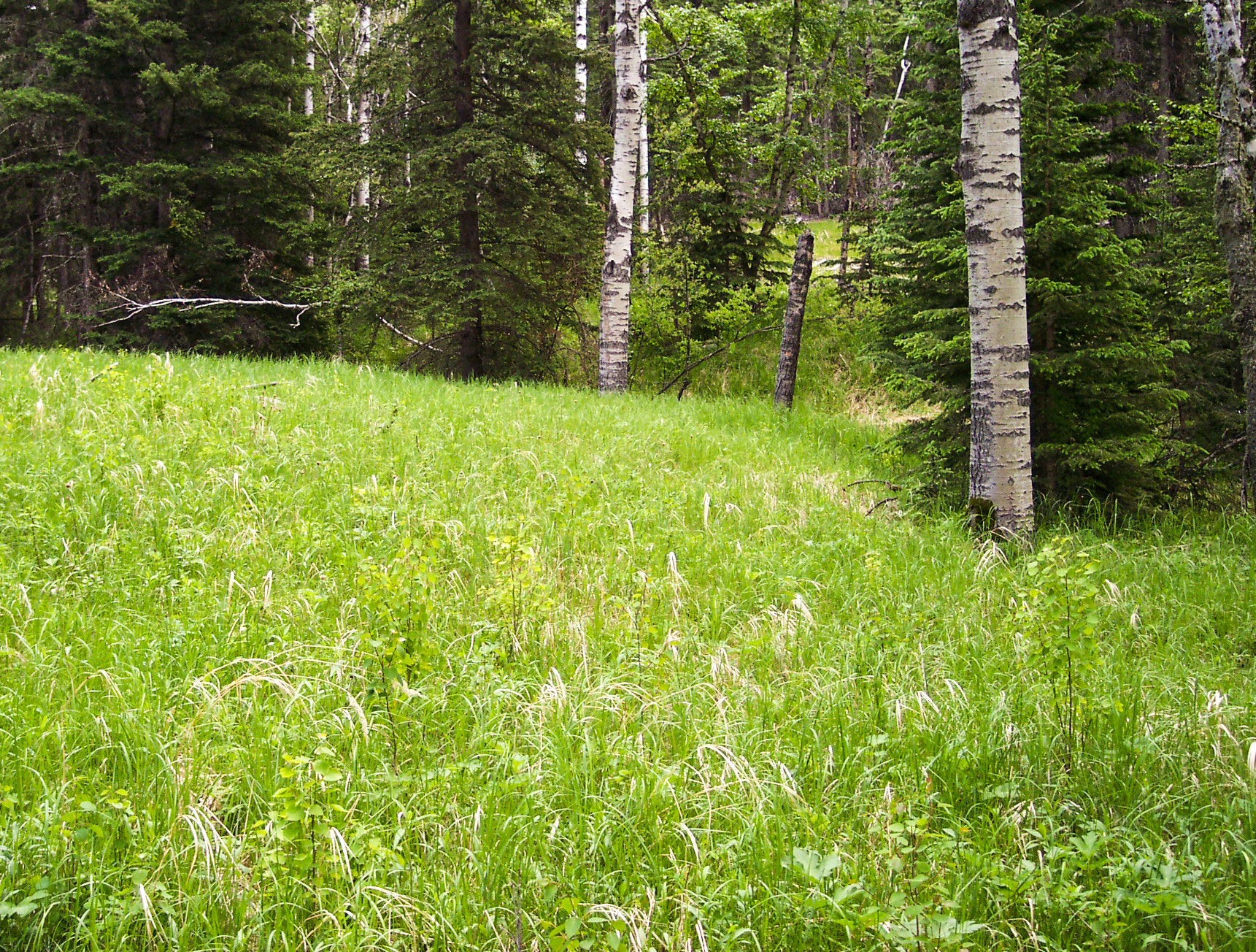 Kodak DX4530 ZOOM DIGITAL CAMERA sample photo. Grassy meadow in woods photography